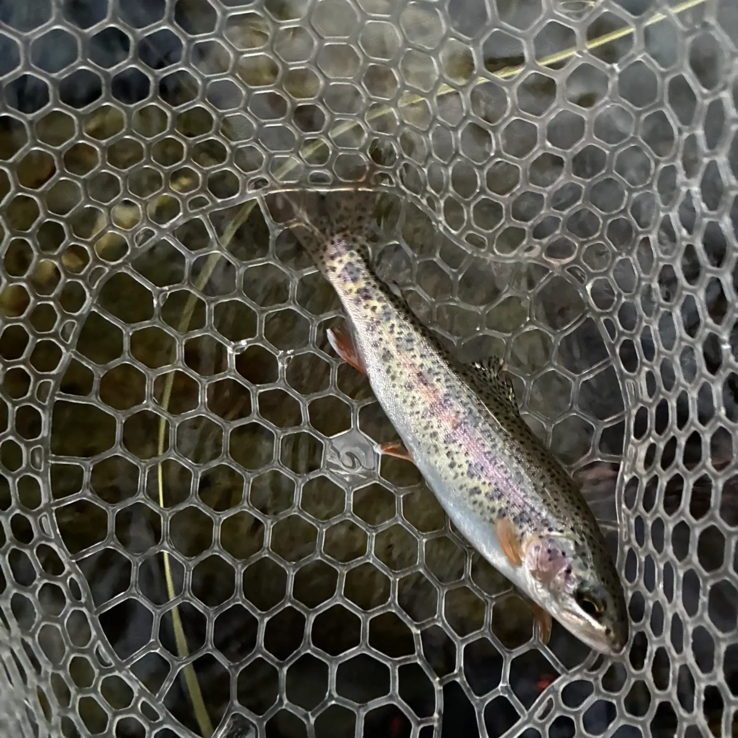 Rainbow trout caught on Fishbrain
