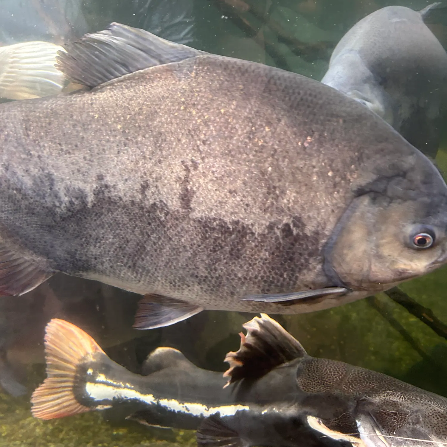 The most recent Small-scaled pacu catches on Fishbrain