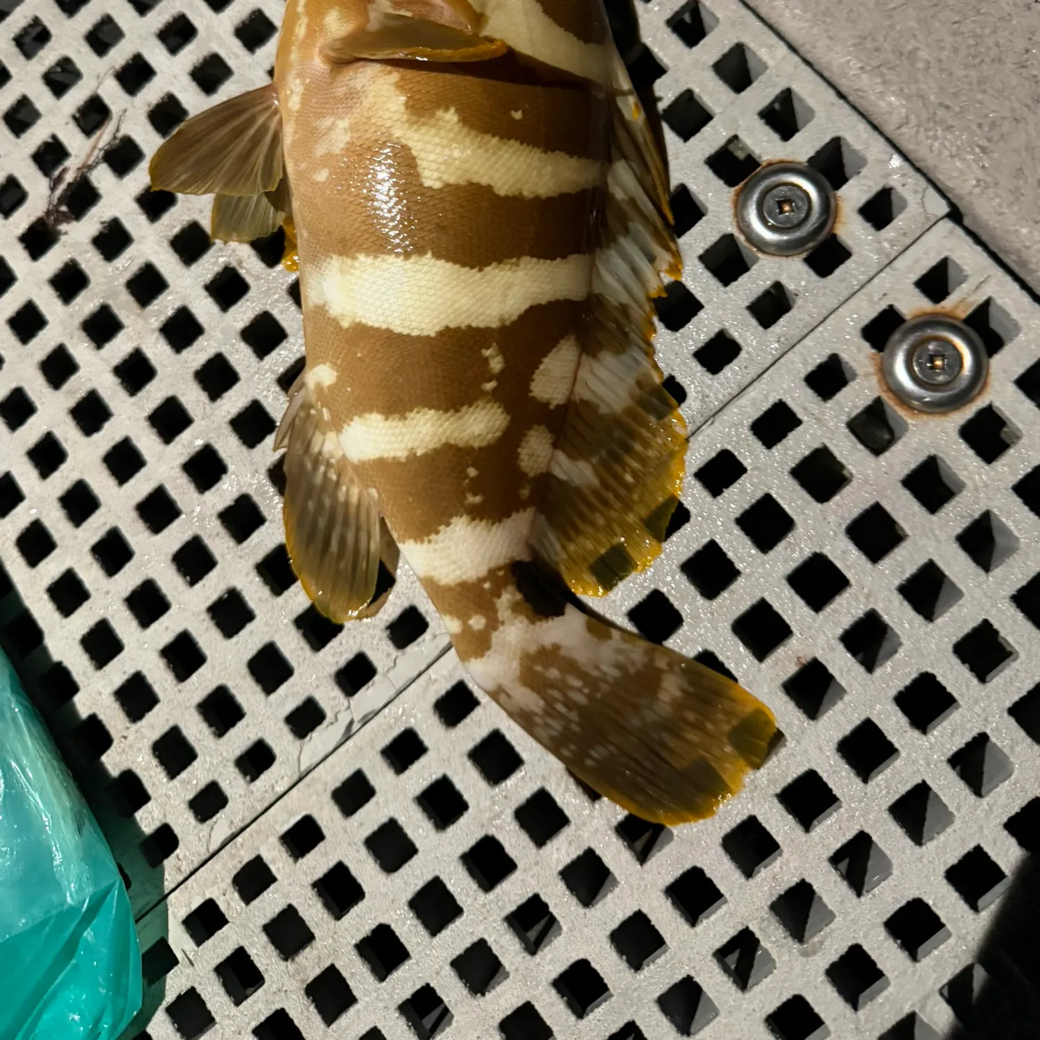 Rock hind caught on Fishbrain