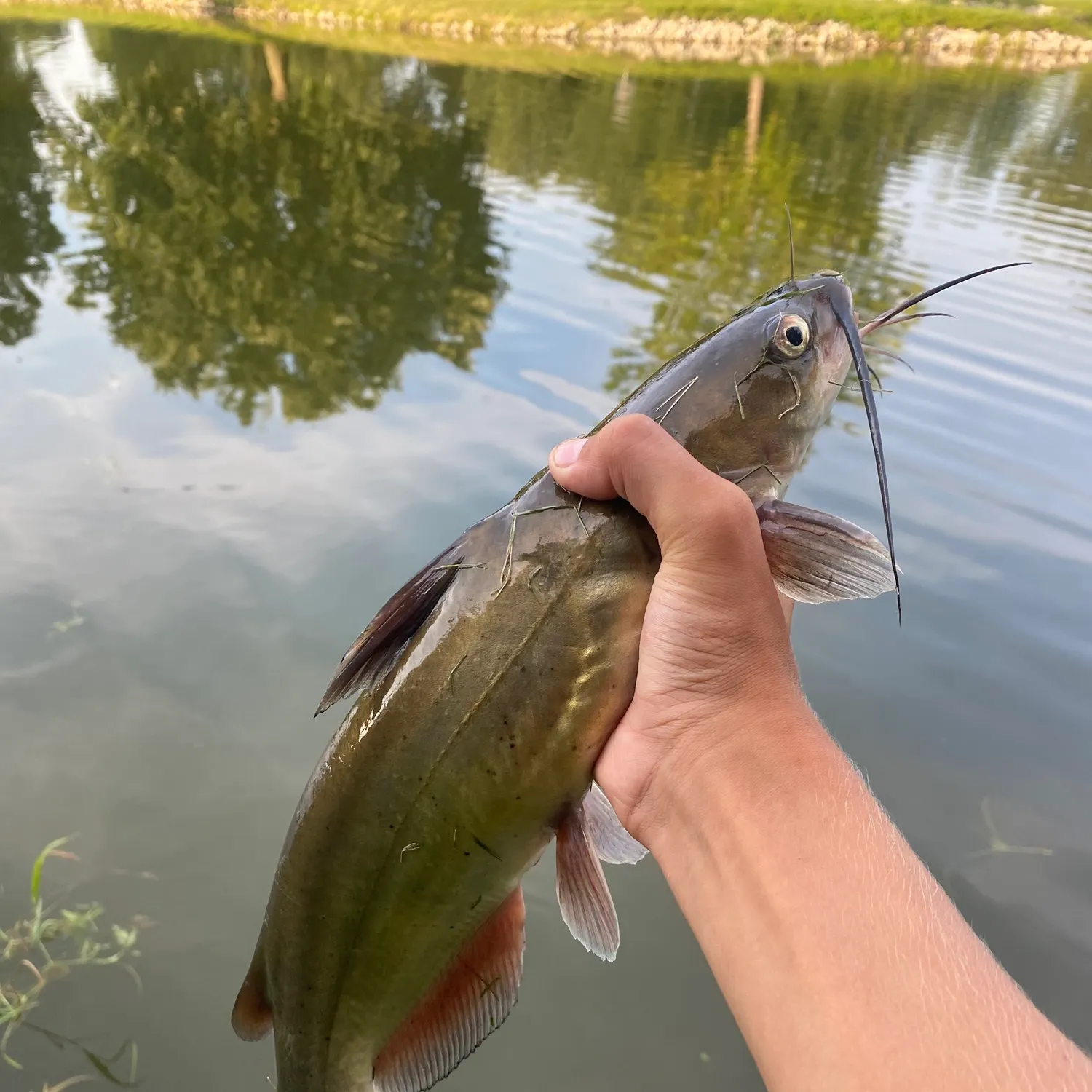 Channel catfish caught on Fishbrain