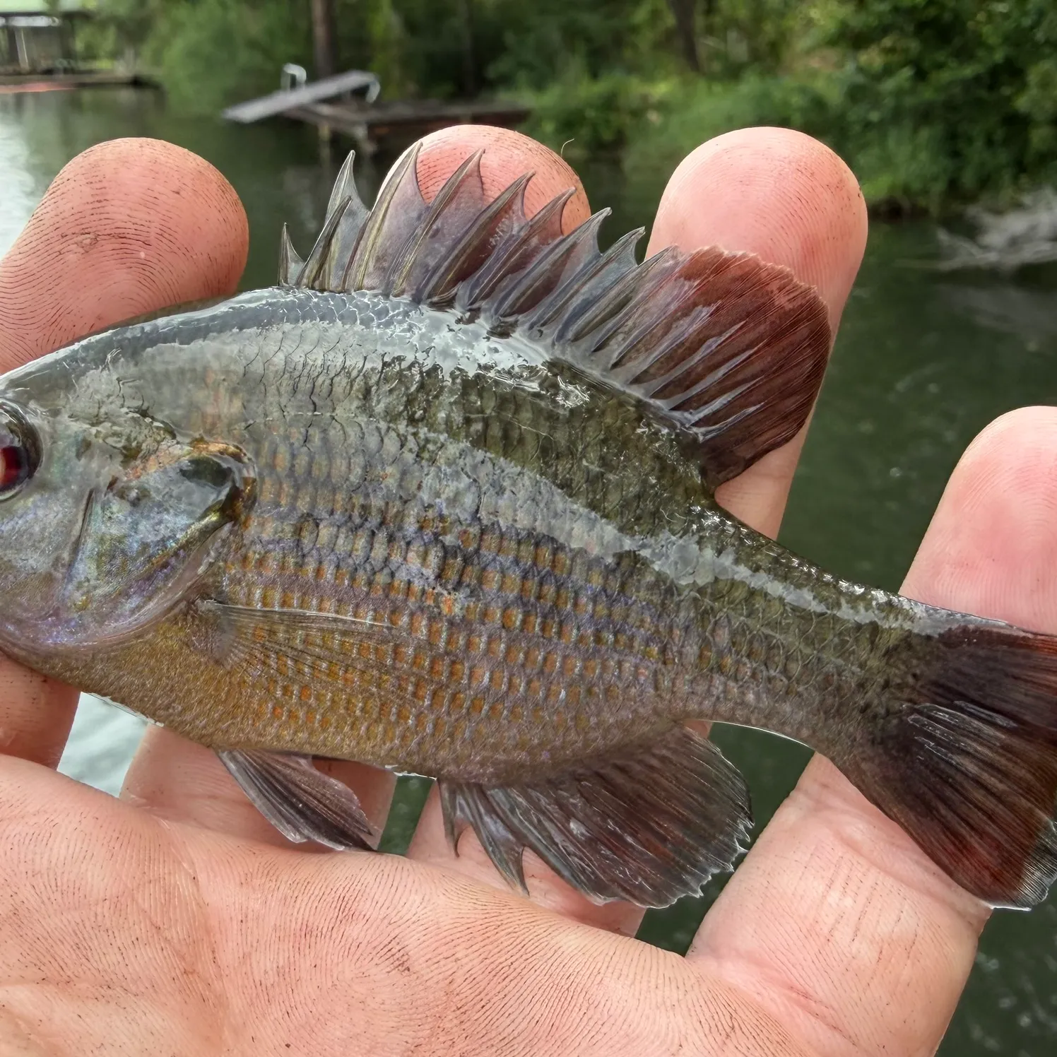The most recent Redspotted sunfish catches on Fishbrain