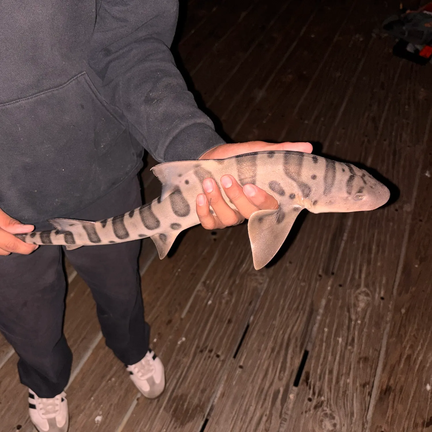 Leopard shark caught on Fishbrain