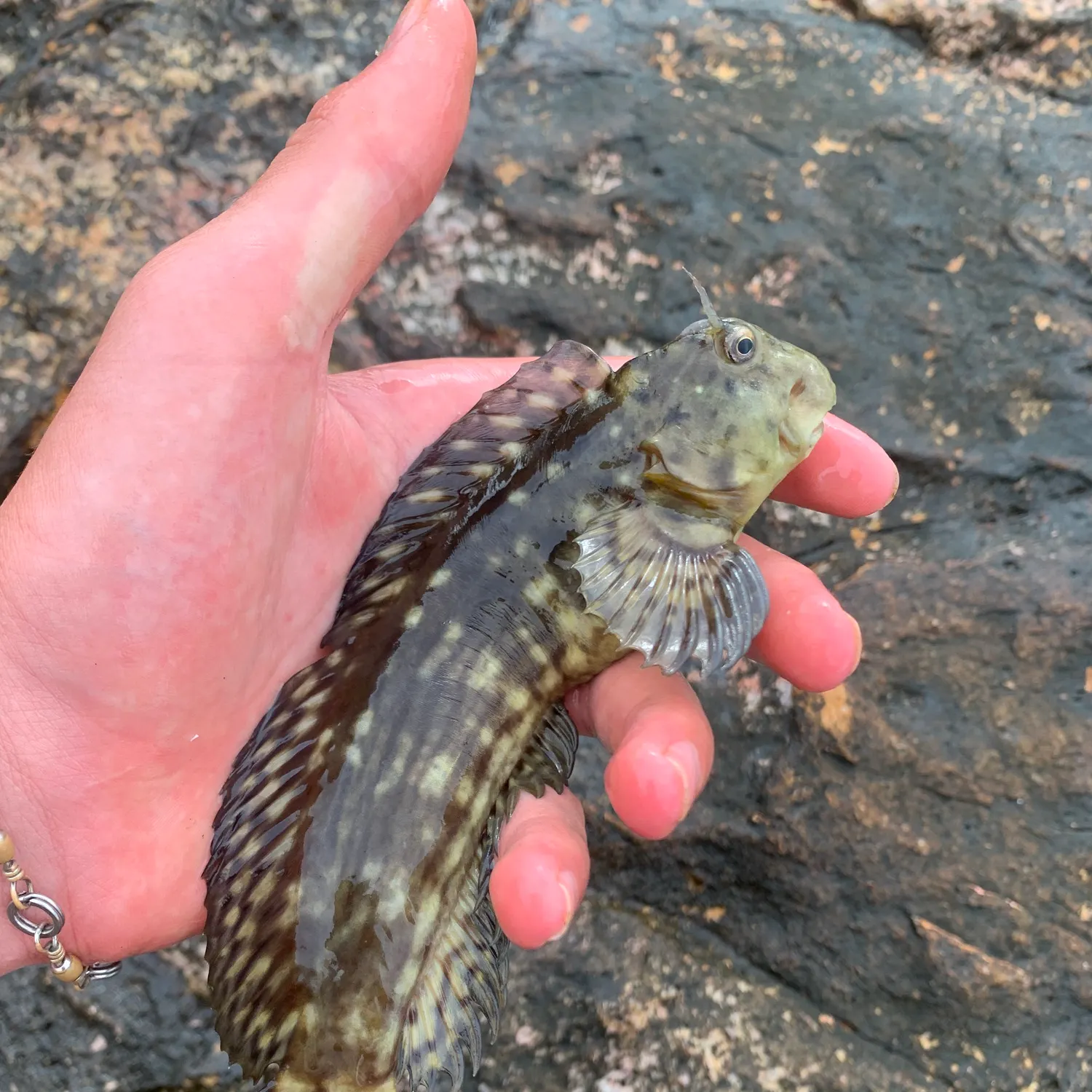 The most recent Molly miller catches on Fishbrain