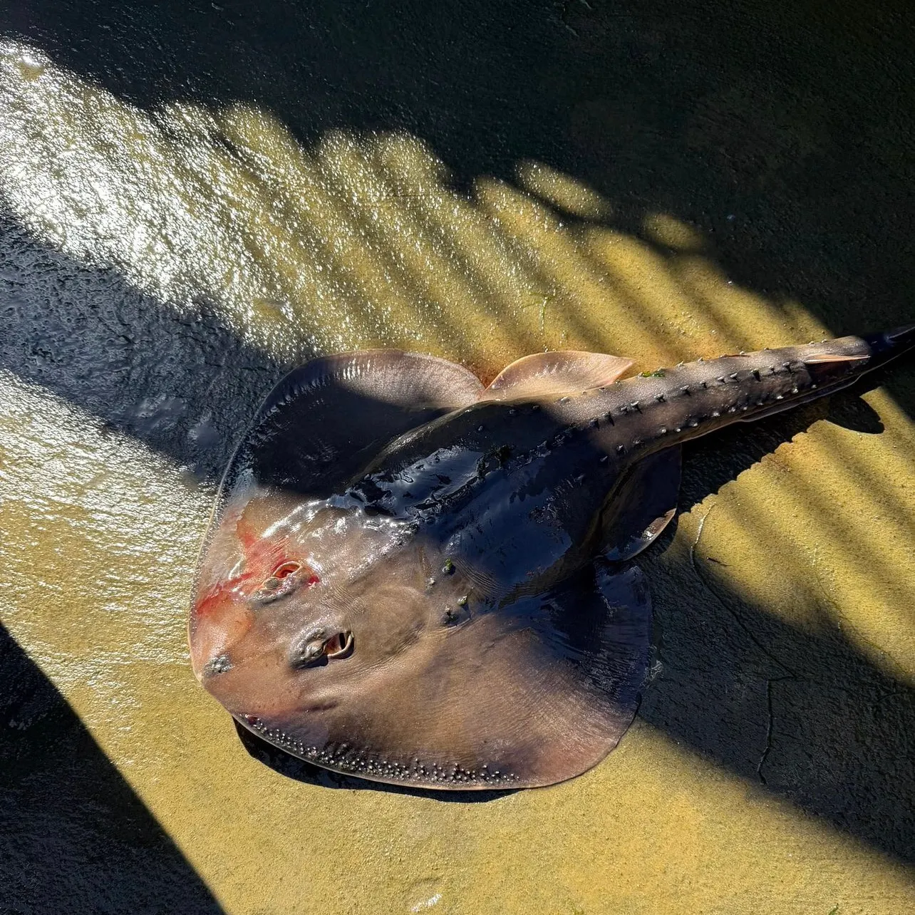 Smooth back river stingray caught on Fishbrain