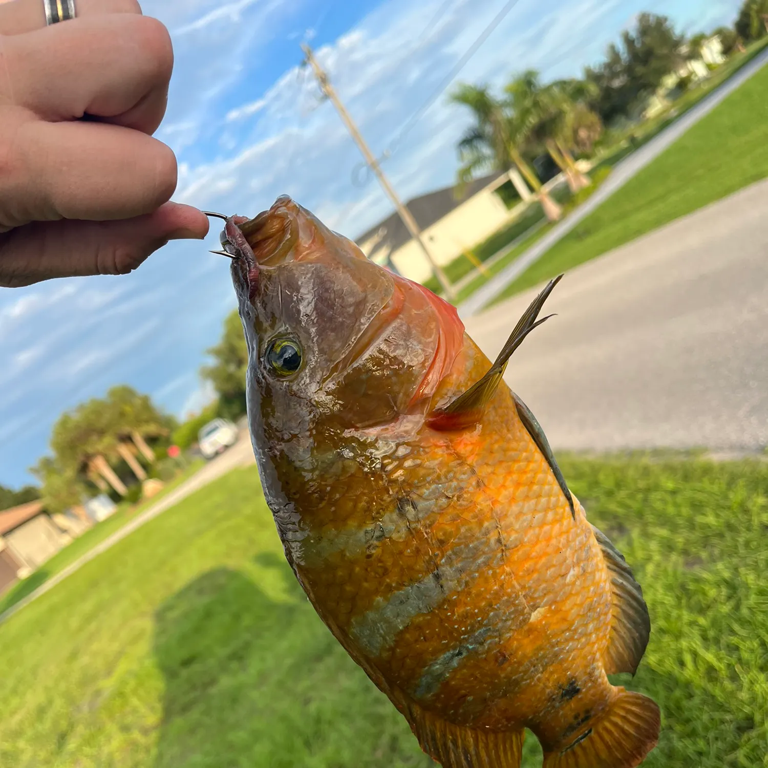 Fish caught on Fishbrain