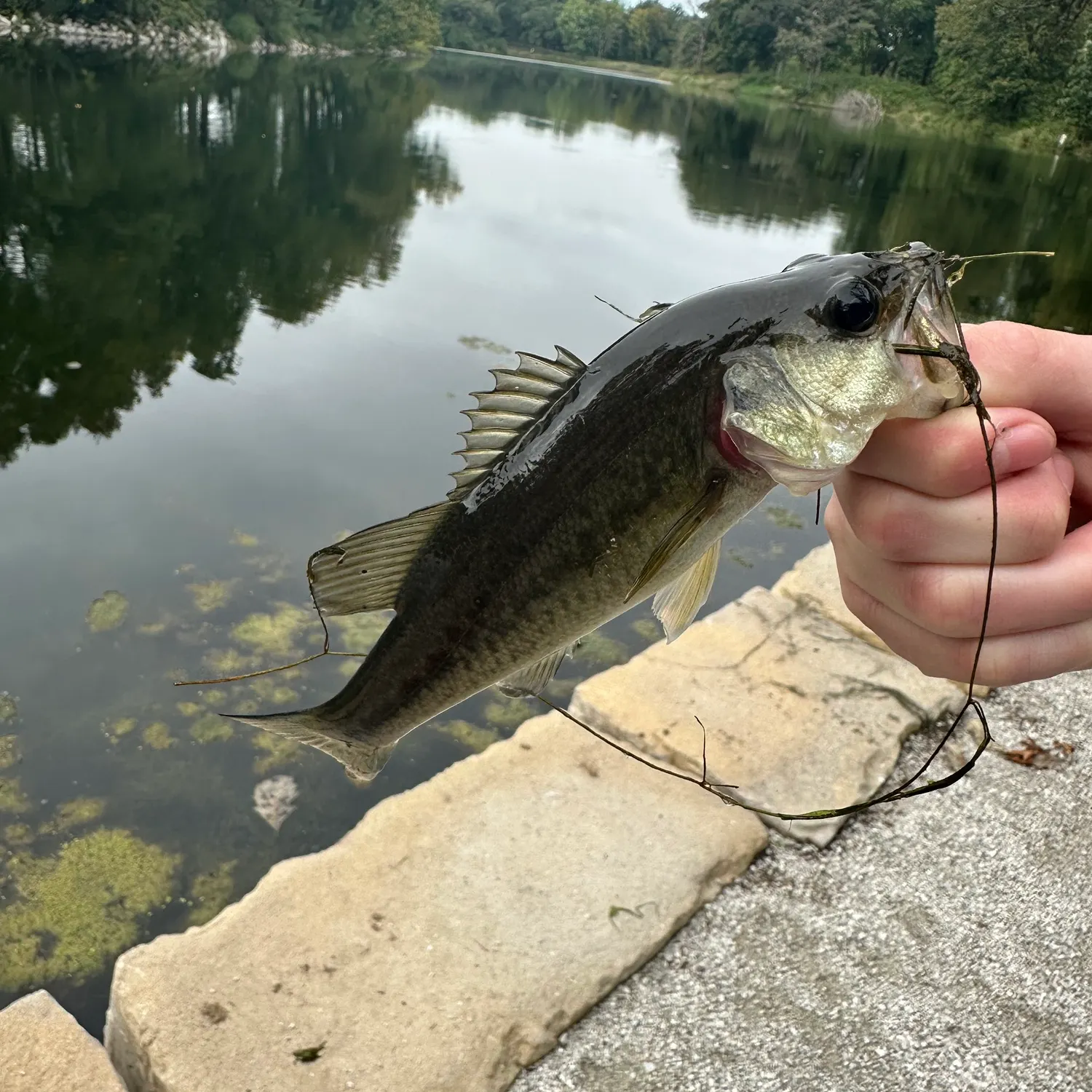 Largemouth bass caught on Fishbrain