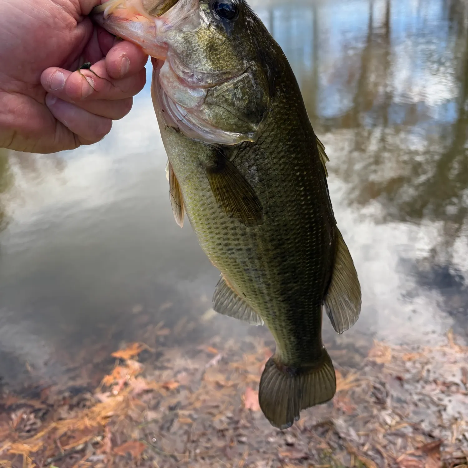 Largemouth bass caught on Fishbrain