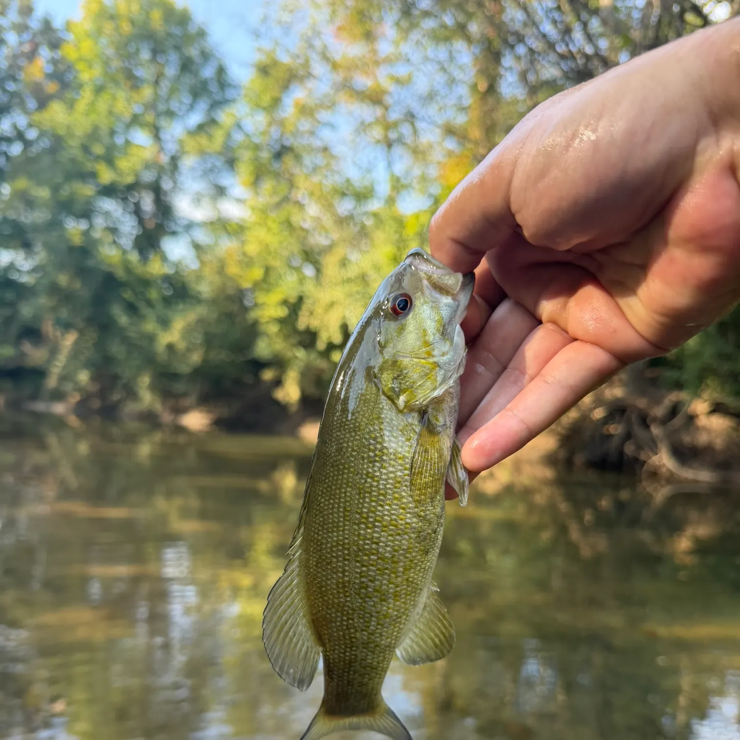 Smallmouth bass caught on Fishbrain