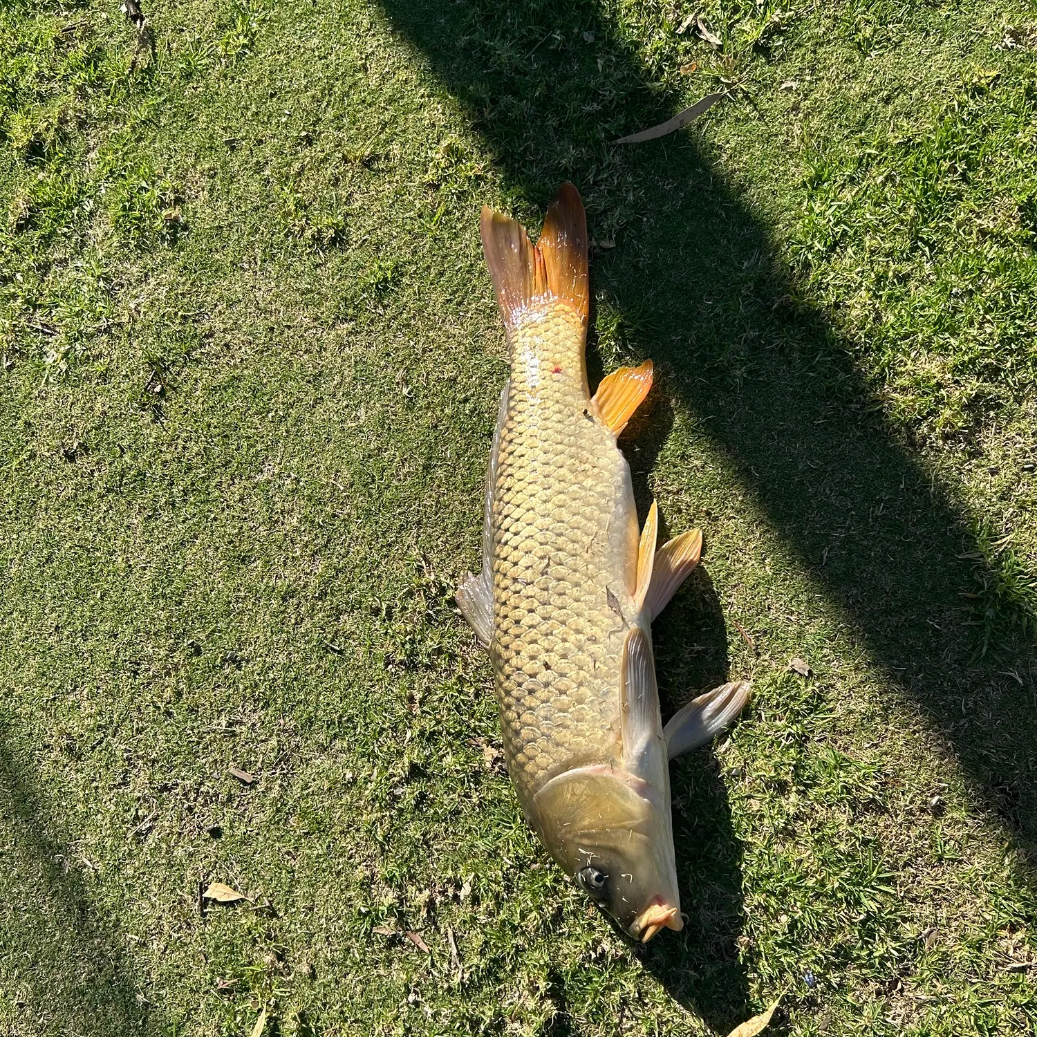 Common carp caught on Fishbrain
