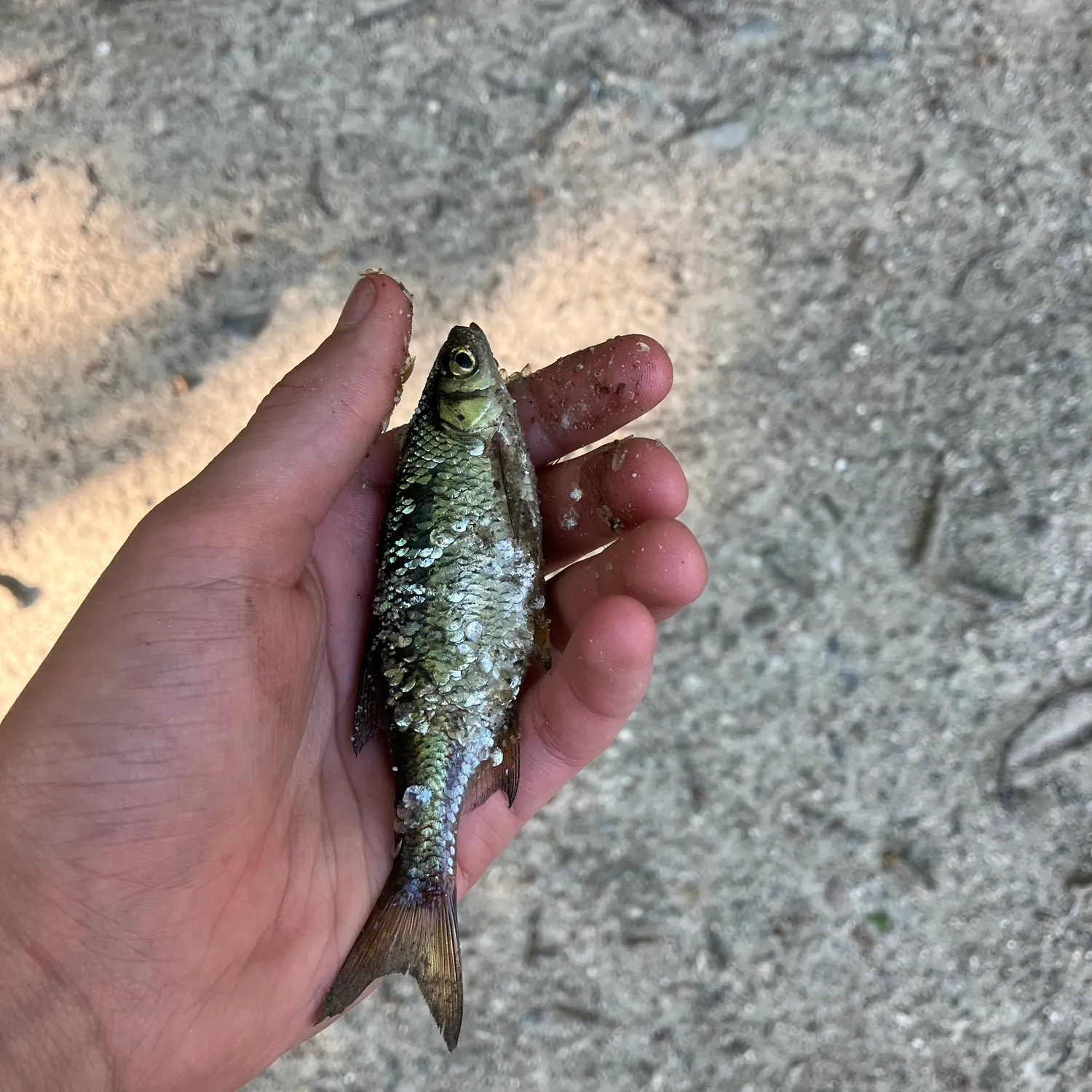The most recent Golden shiner catches on Fishbrain