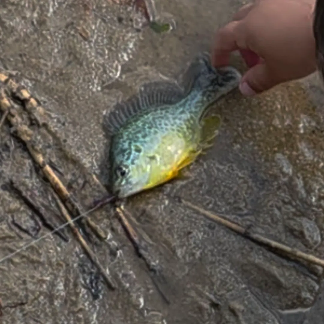 Pumpkinseed caught on Fishbrain