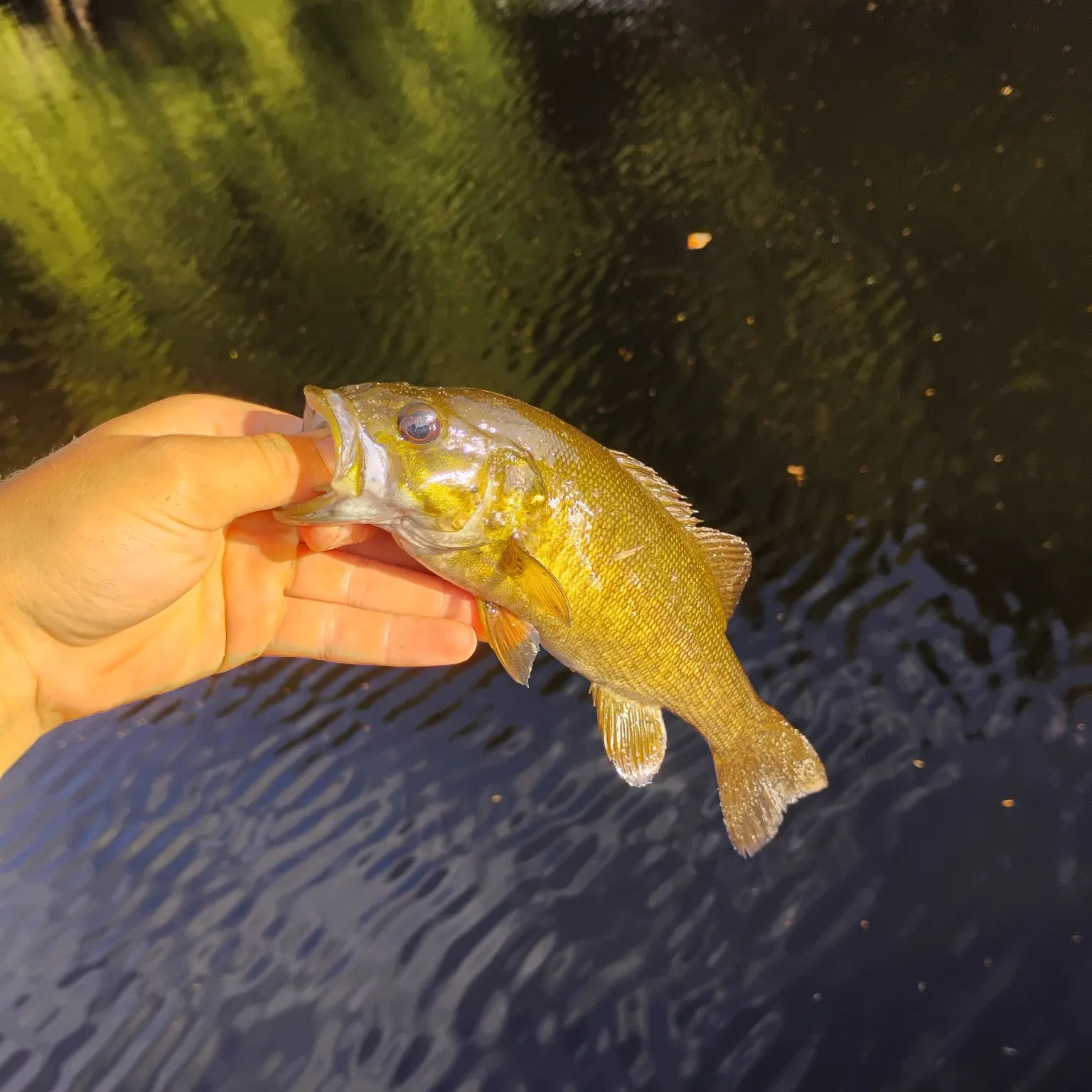 Smallmouth bass caught on Fishbrain