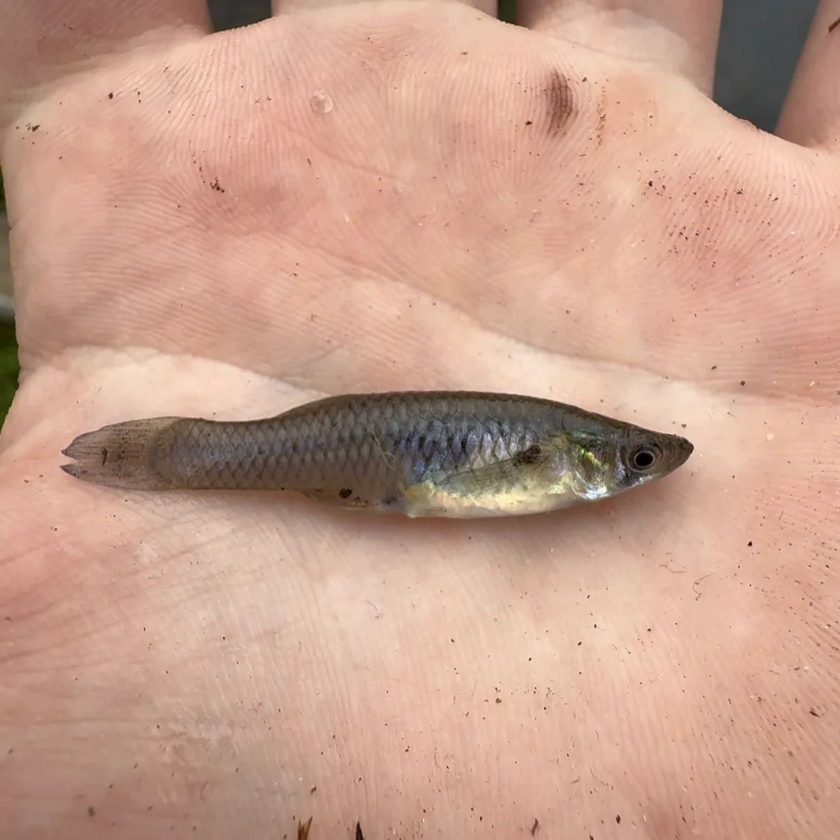 The most recent Western mosquitofish catches on Fishbrain