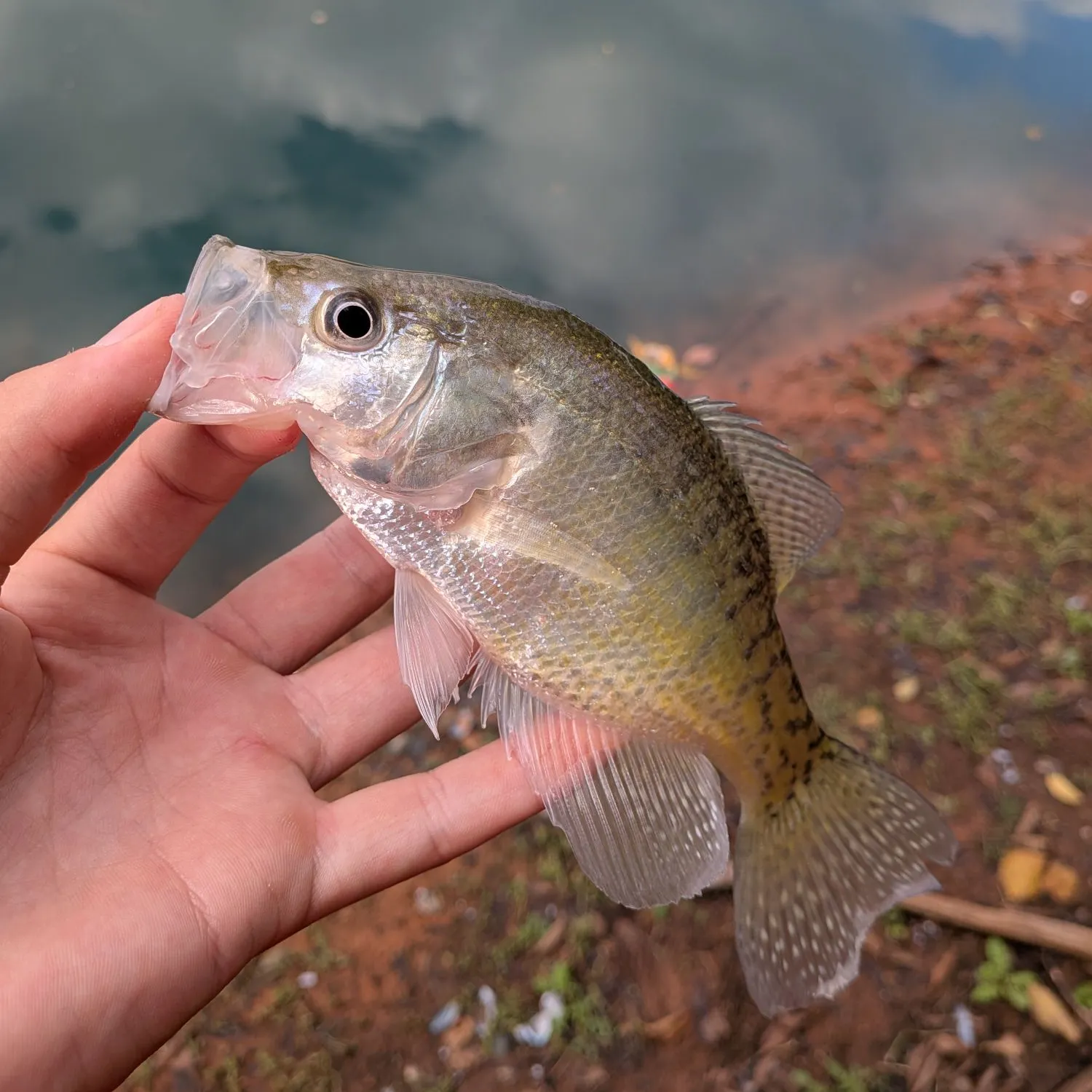 White crappie caught on Fishbrain