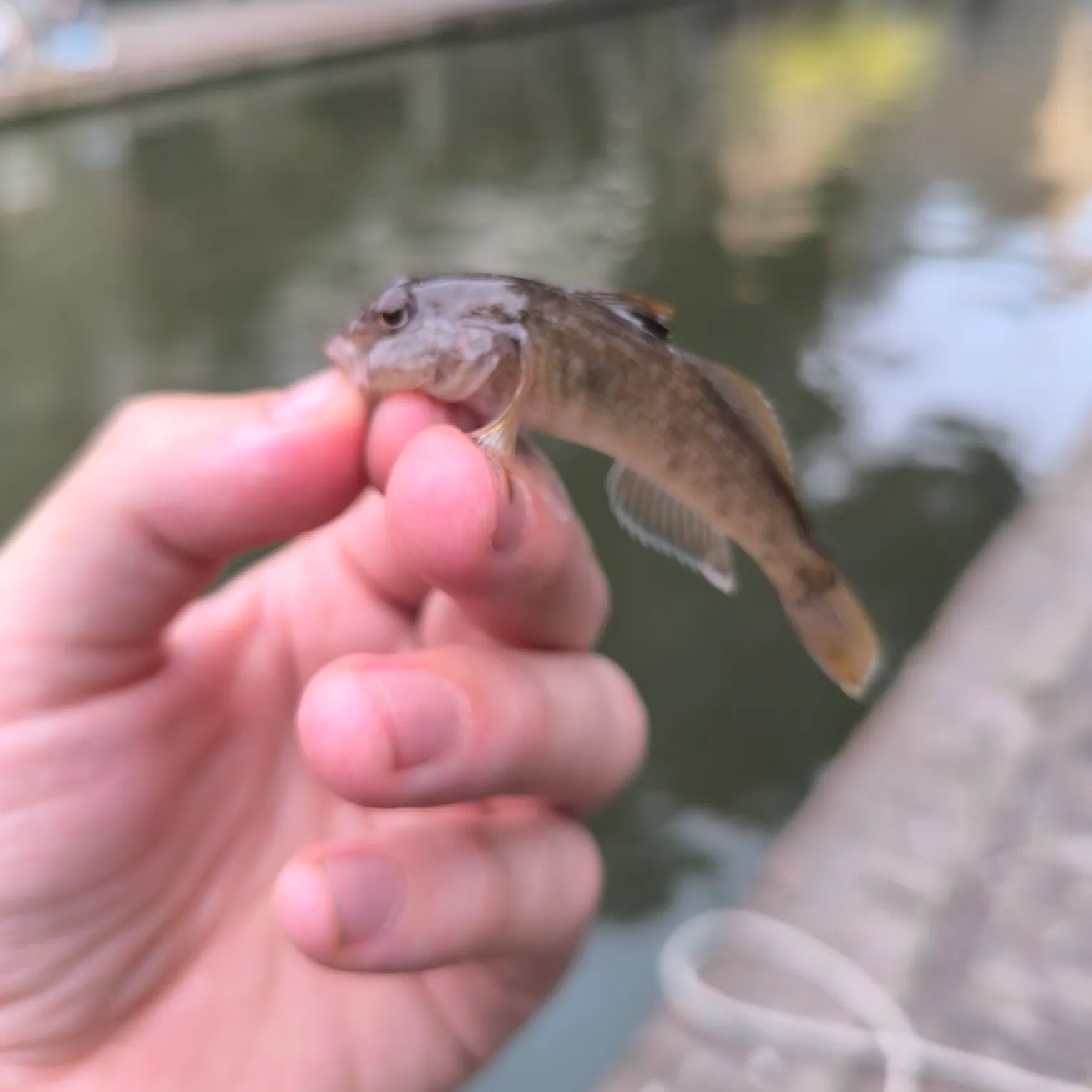 Round goby caught on Fishbrain