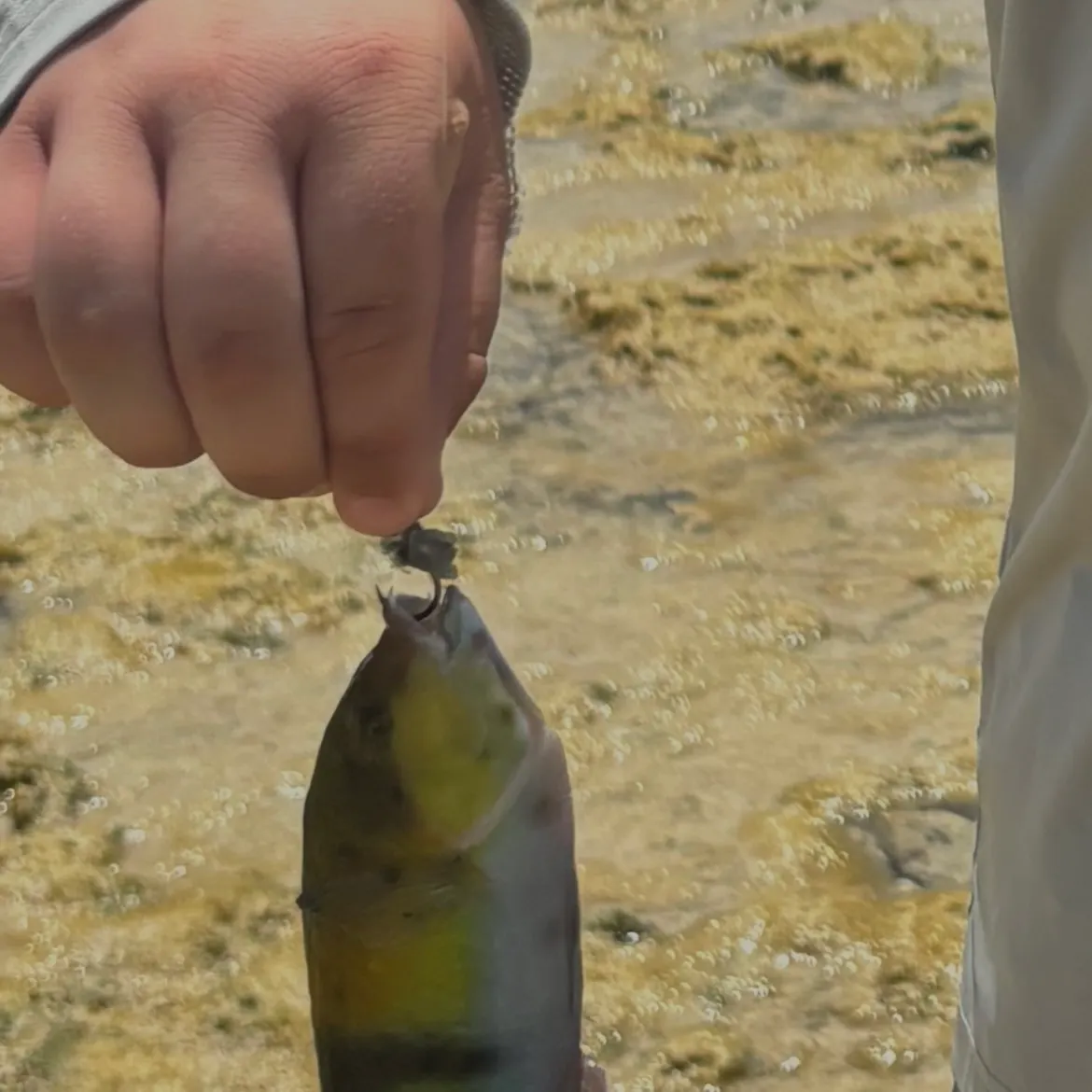 The most recent Ember parrotfish catches on Fishbrain