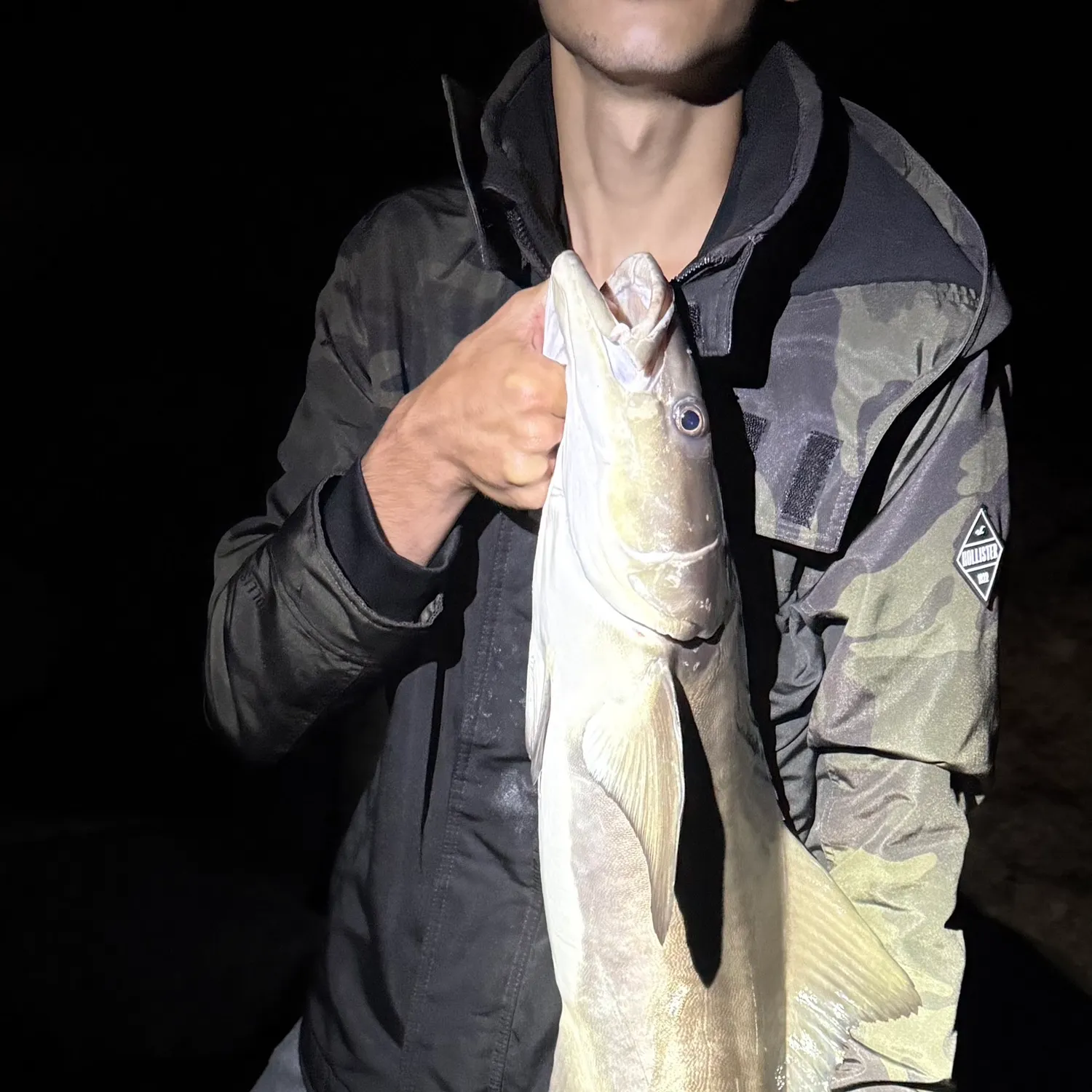 The most recent Cobia catches on Fishbrain