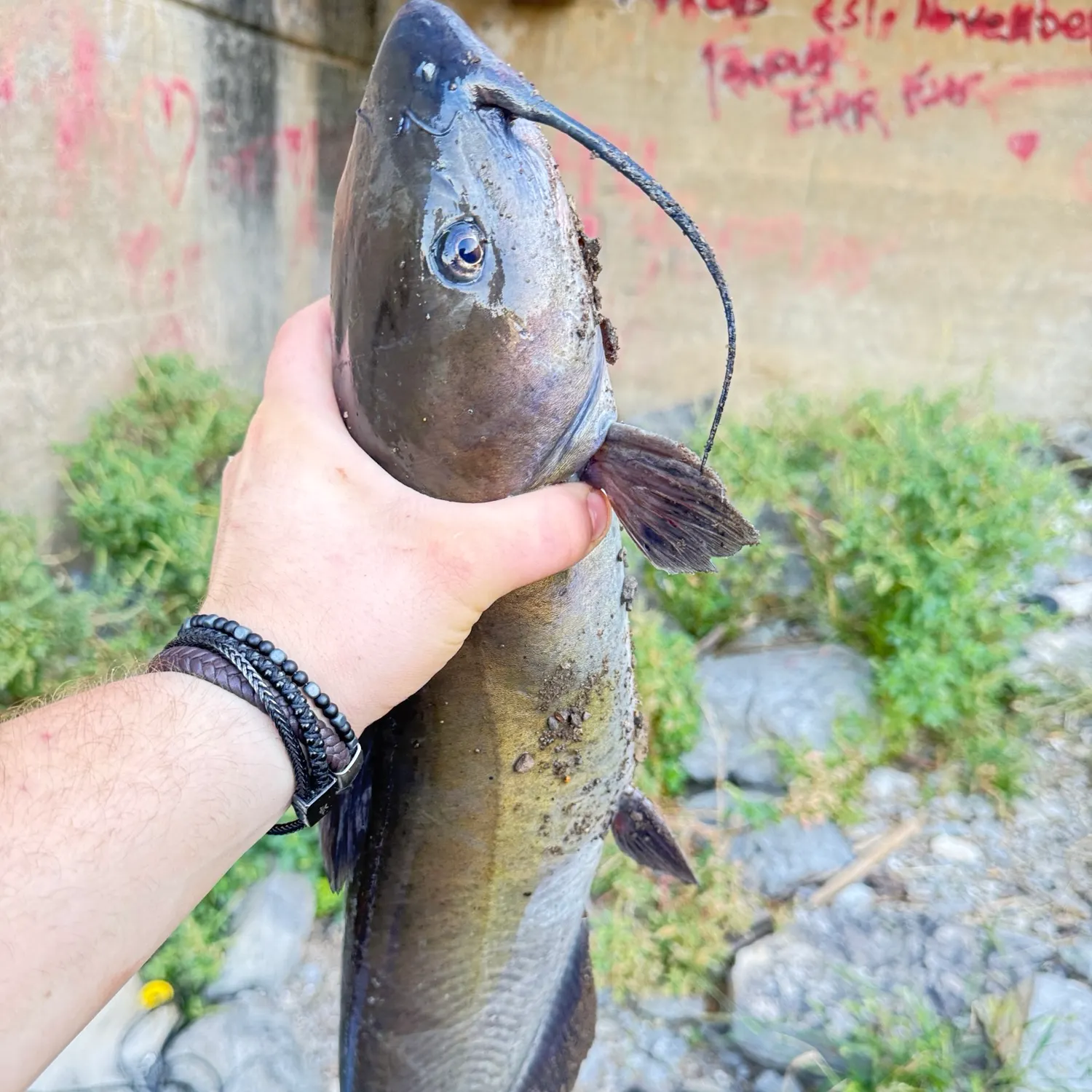 Channel catfish caught on Fishbrain