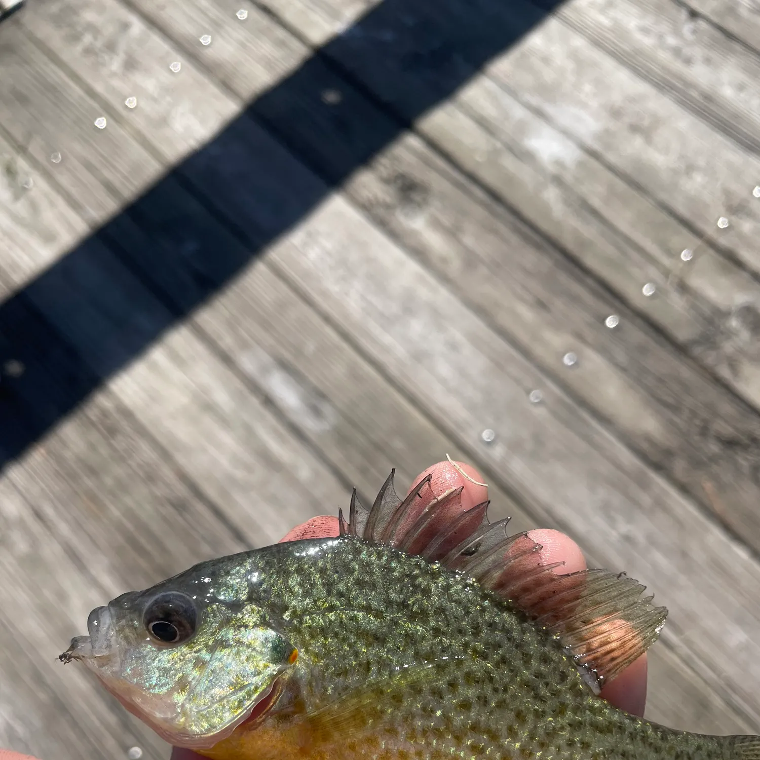 Pumpkinseed caught on Fishbrain