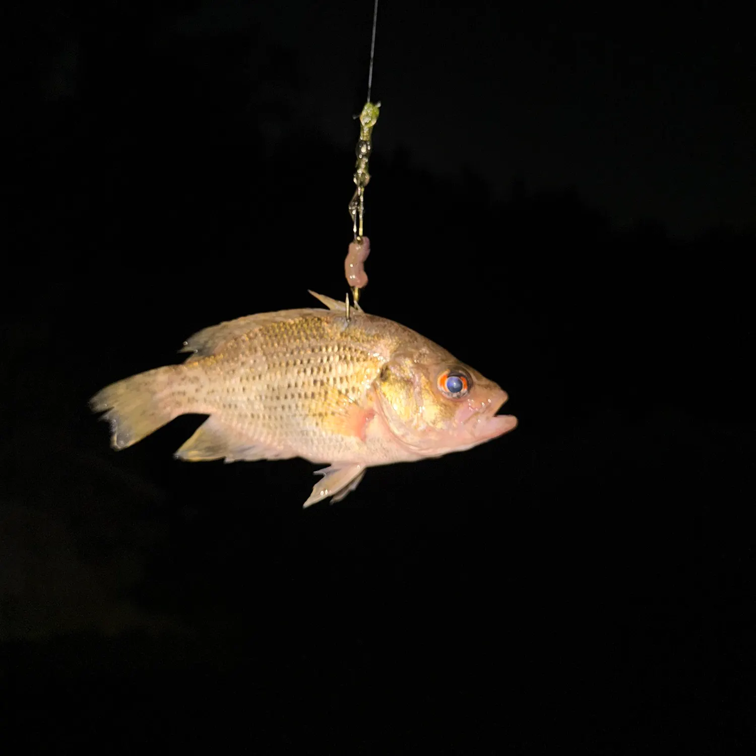 Rock bass caught on Fishbrain