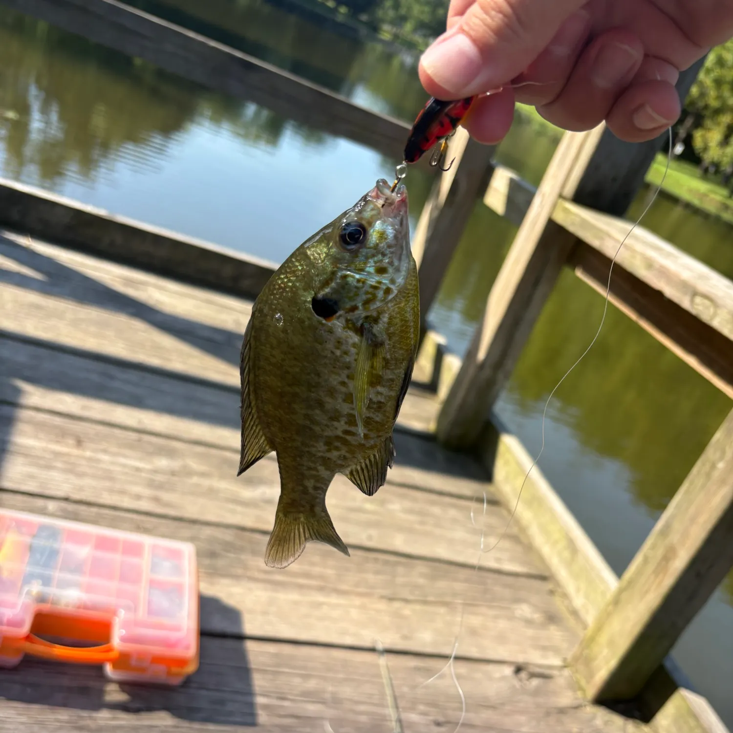 Bluegill caught on Fishbrain