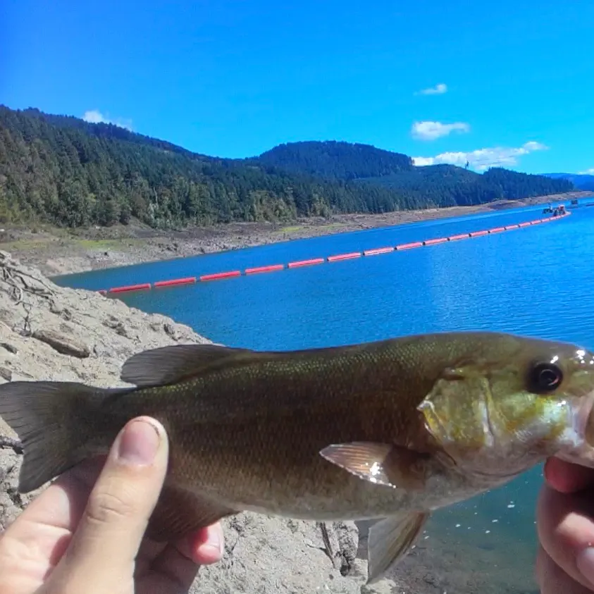 Smallmouth bass caught on Fishbrain