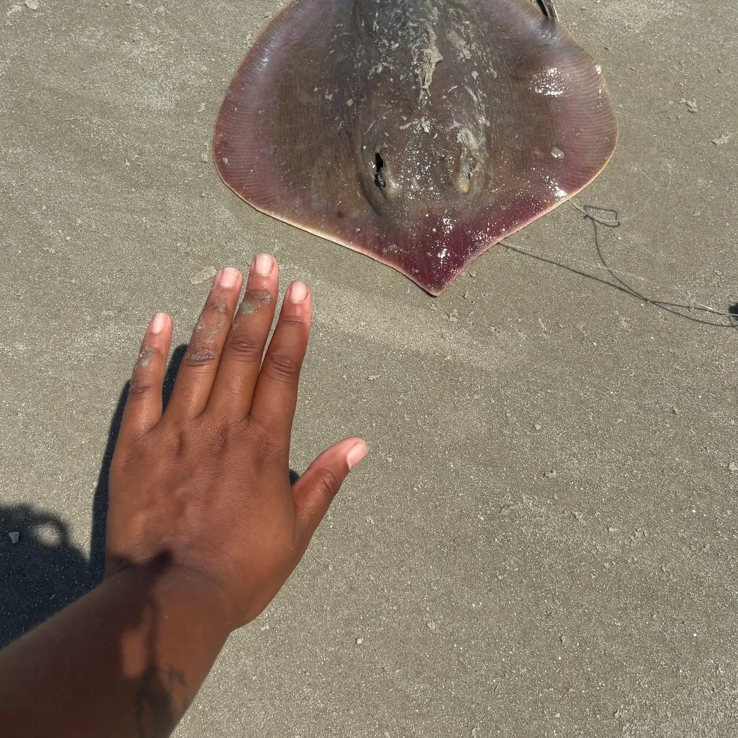 The most recent Atlantic stingray catches on Fishbrain