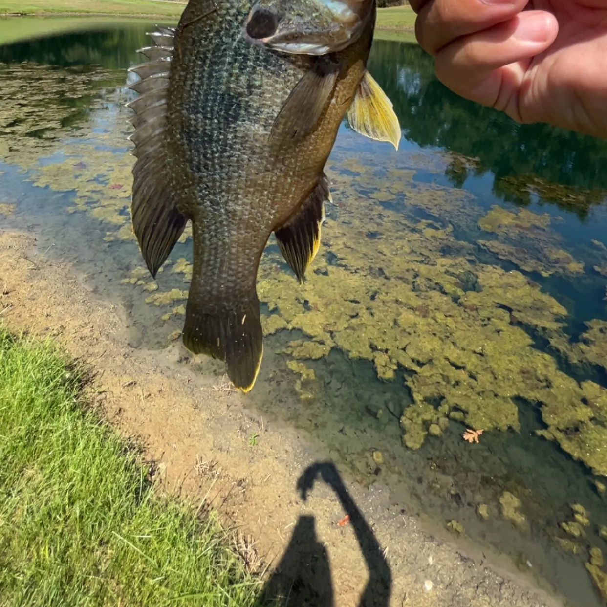 Bluegill caught on Fishbrain