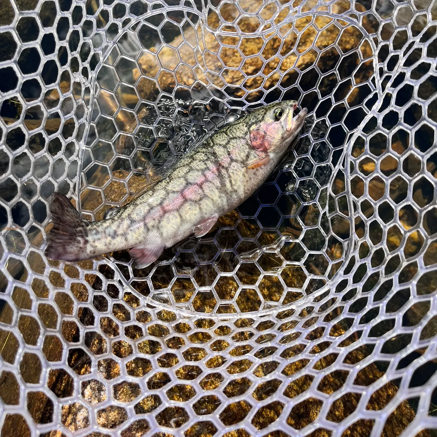 Rainbow trout caught on Fishbrain