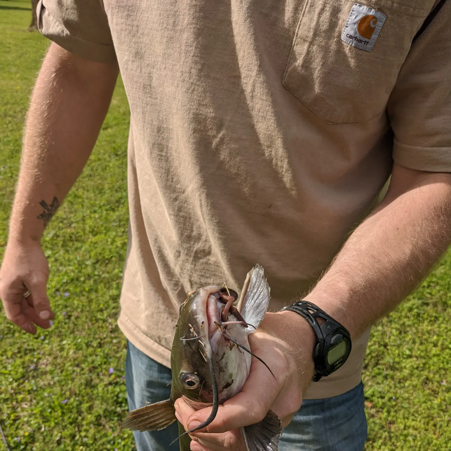 recently logged catches