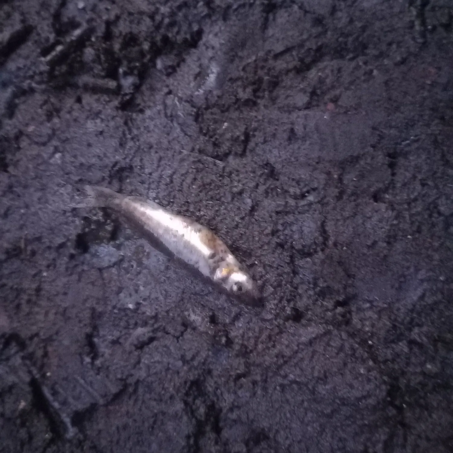 Eurasian minnow caught on Fishbrain