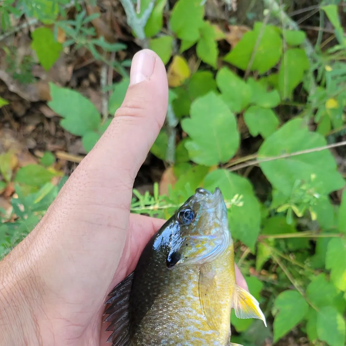 Greengill hybrid caught on Fishbrain