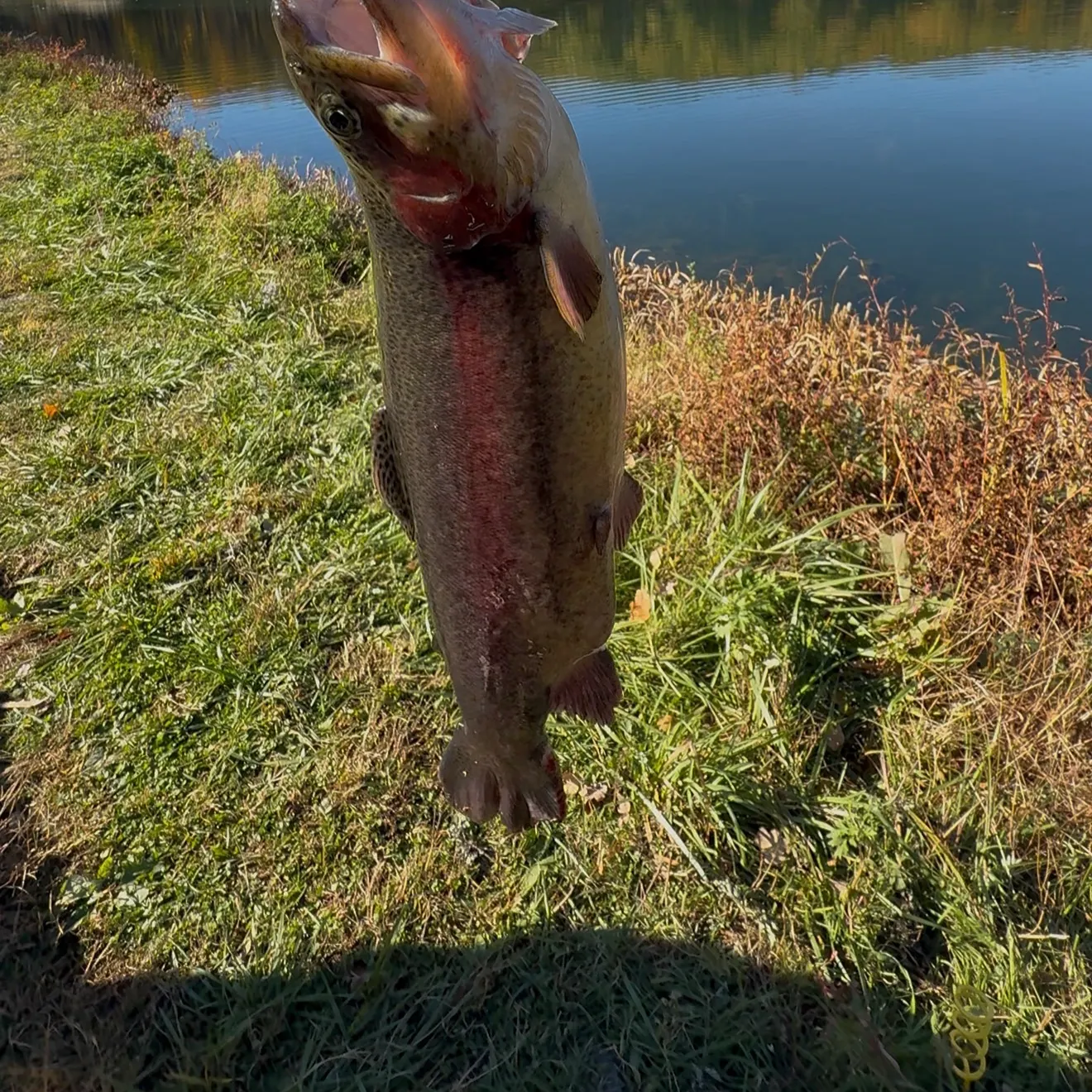Rainbow trout caught on Fishbrain
