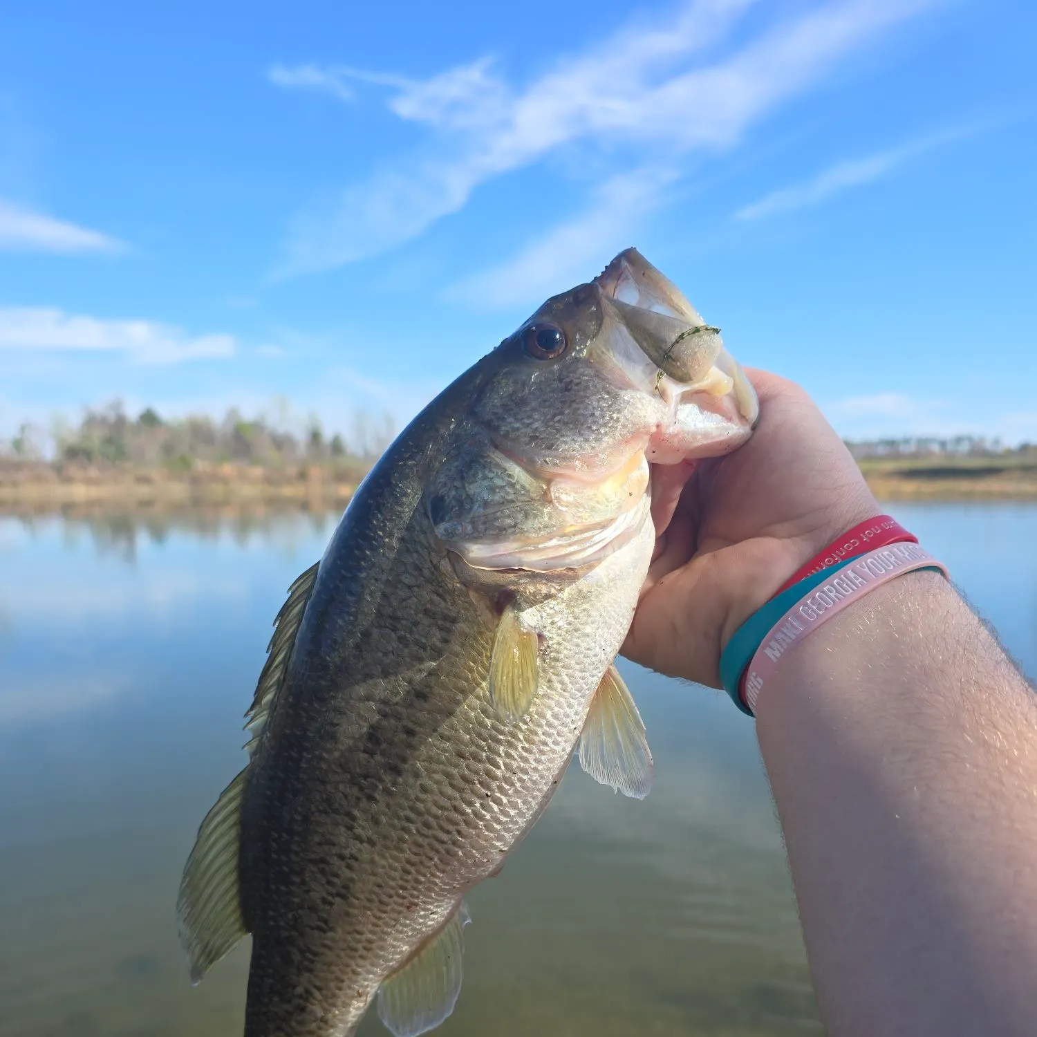 The most recent Largemouth bass catches on Fishbrain
