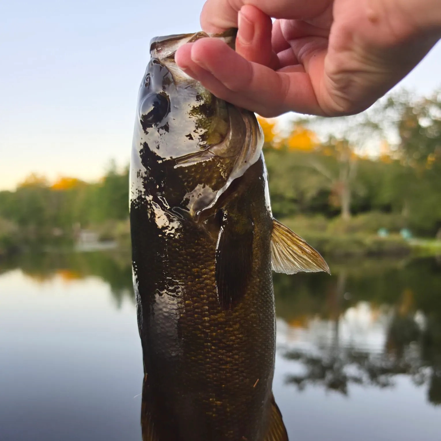 Smallmouth bass caught on Fishbrain