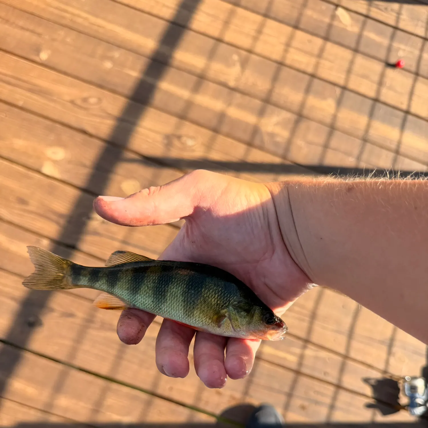 Yellow perch caught on Fishbrain