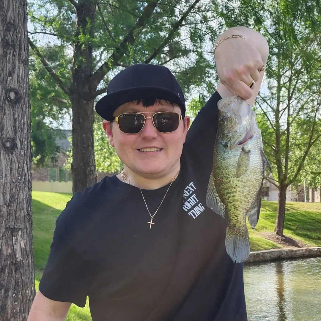 White crappie caught on Fishbrain