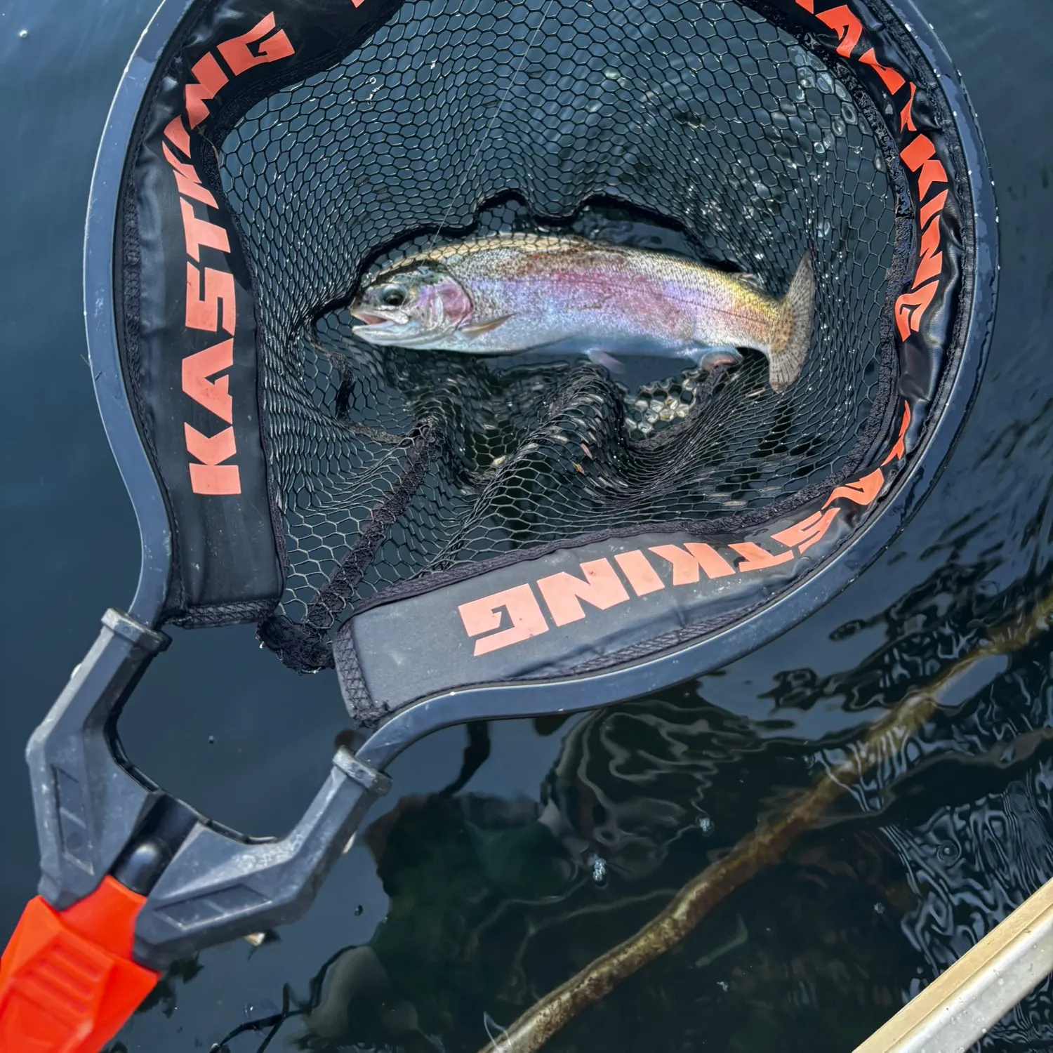 Rainbow trout caught on Fishbrain