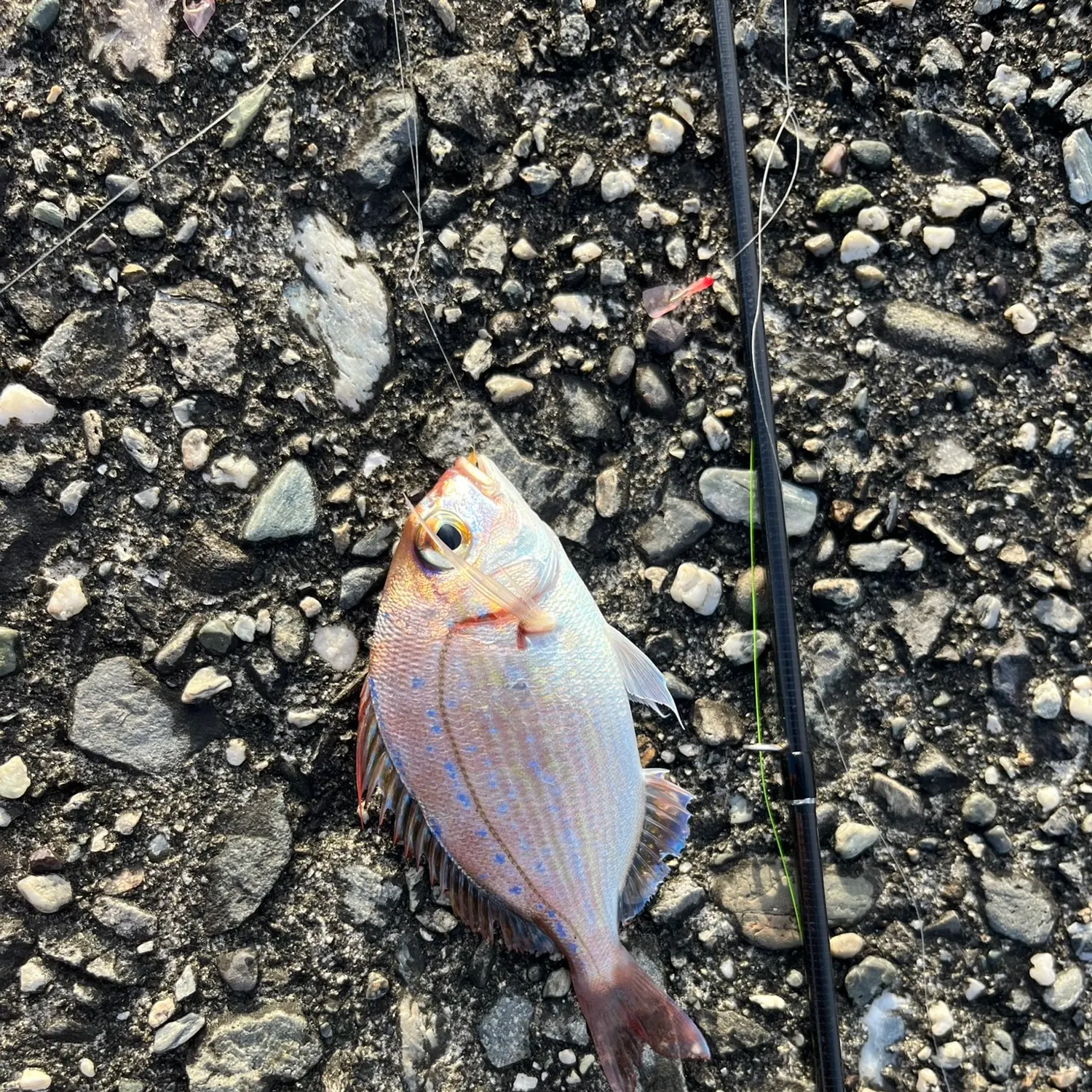 The most popular recent Red seabream catch on Fishbrain