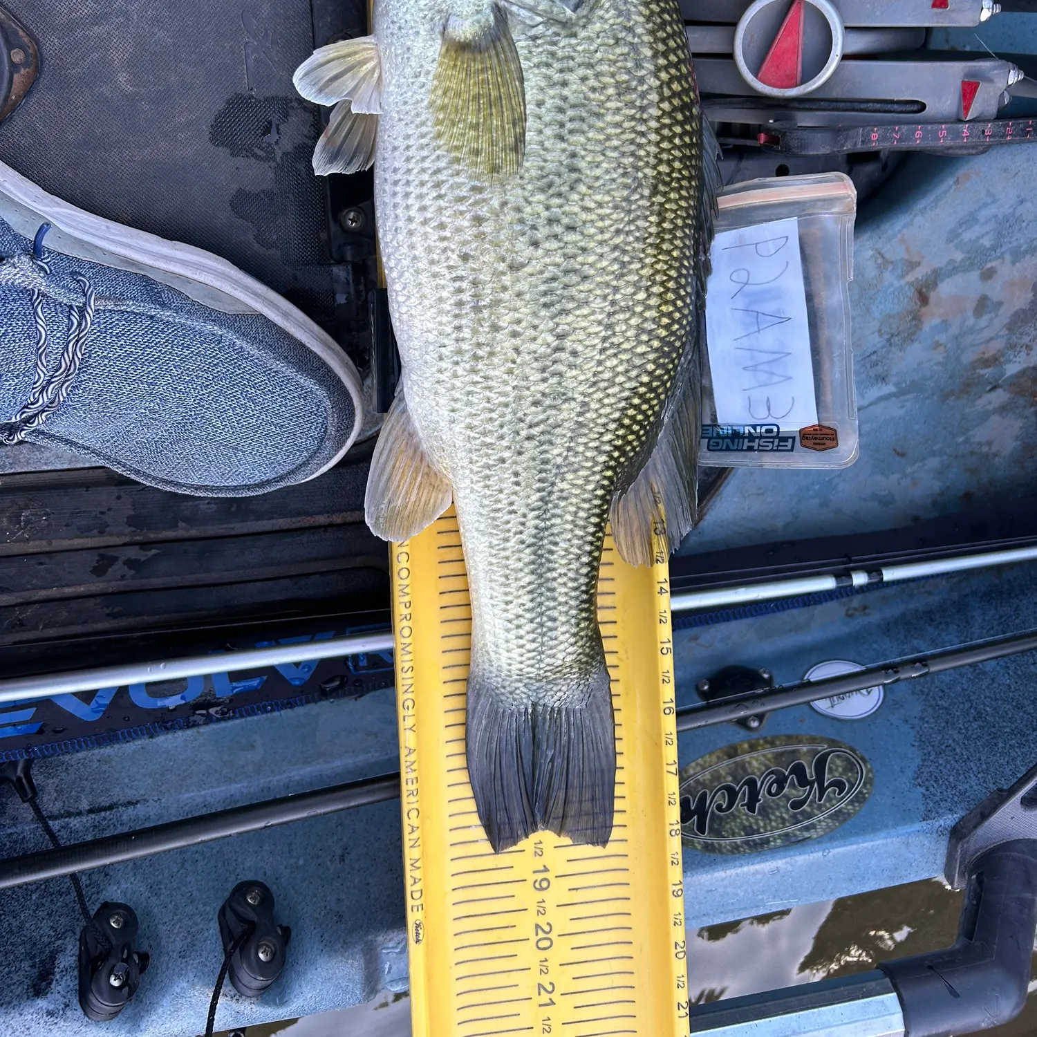 recently logged catches