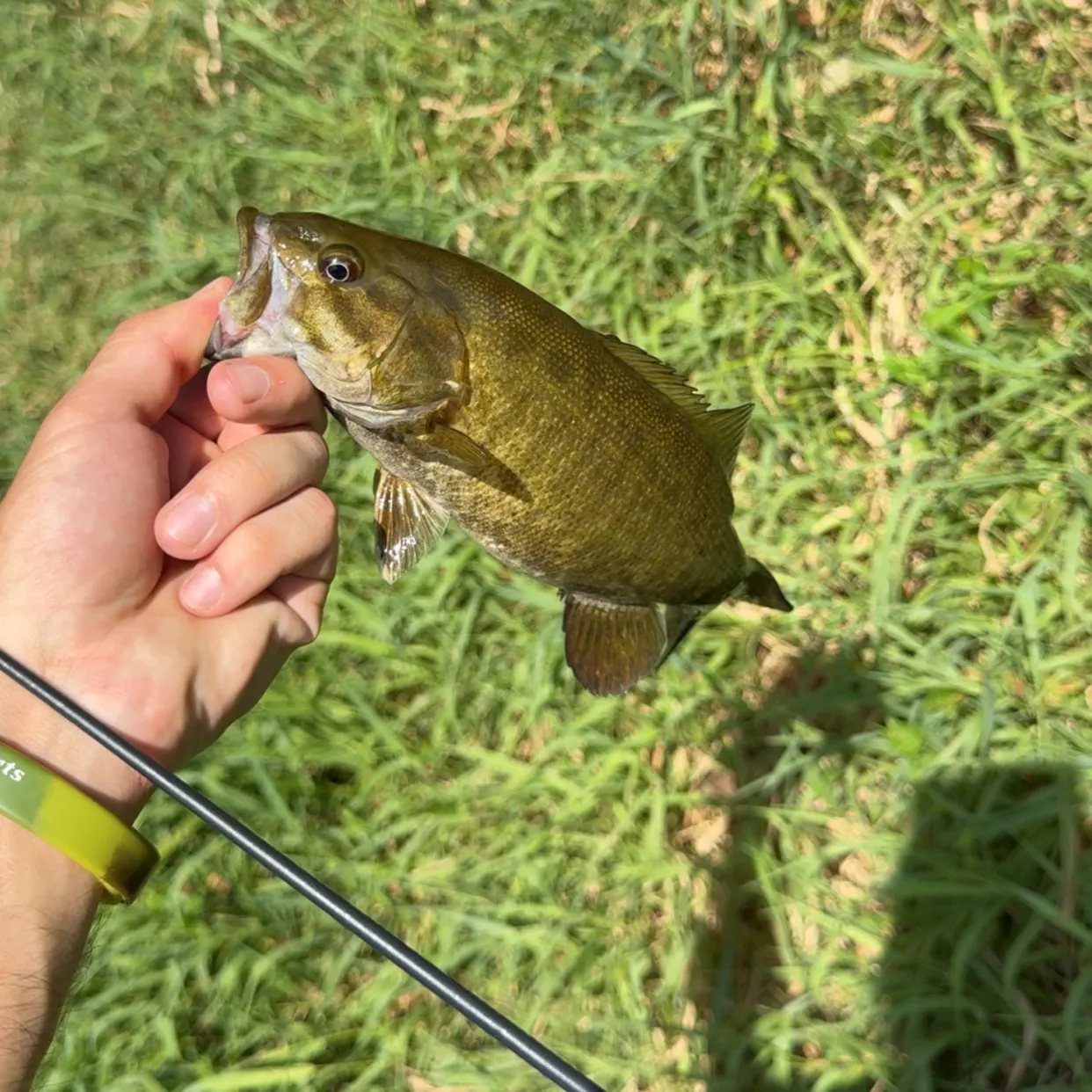 Smallmouth bass caught on Fishbrain