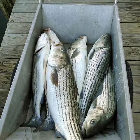 Striped bass caught on Fishbrain