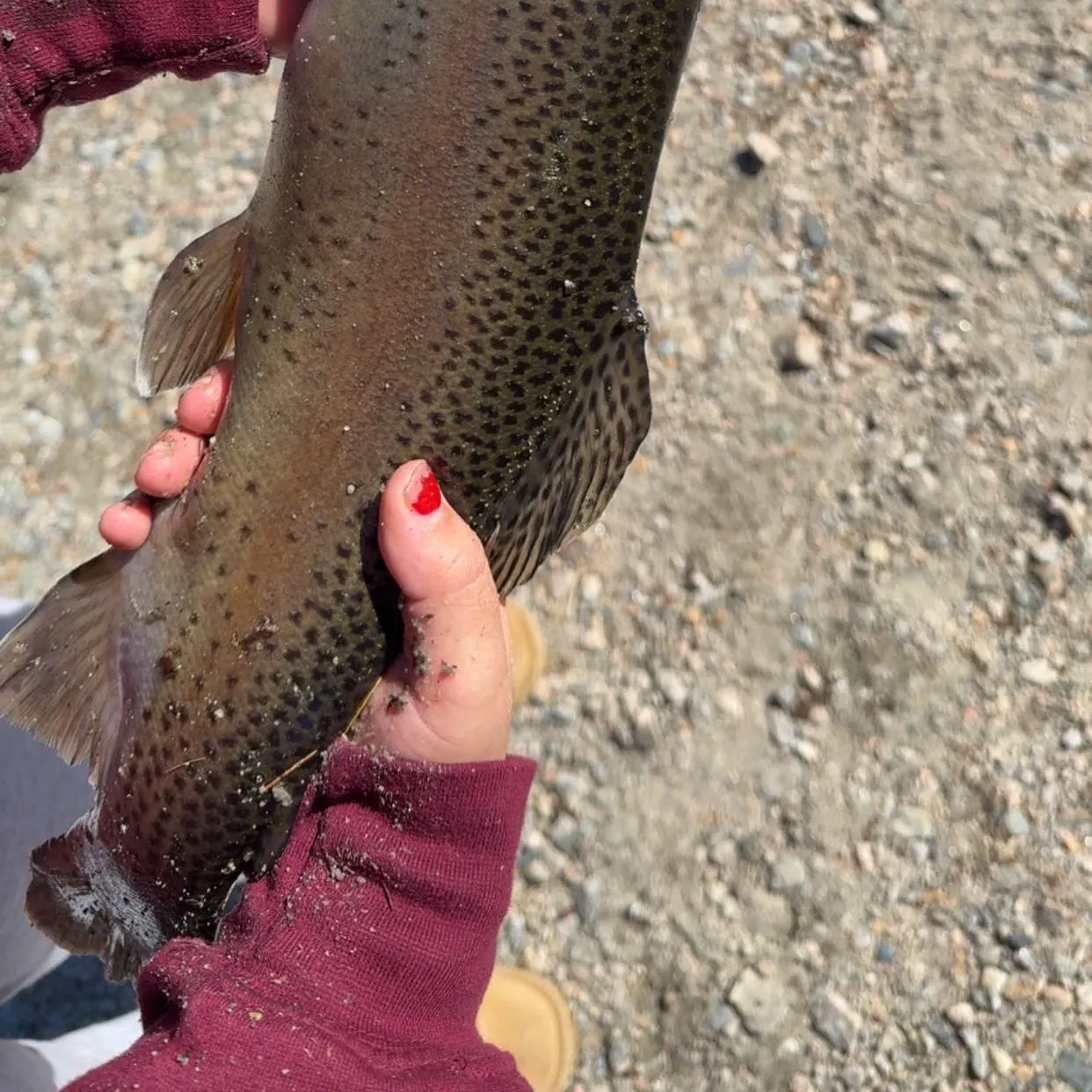 Brown trout caught on Fishbrain