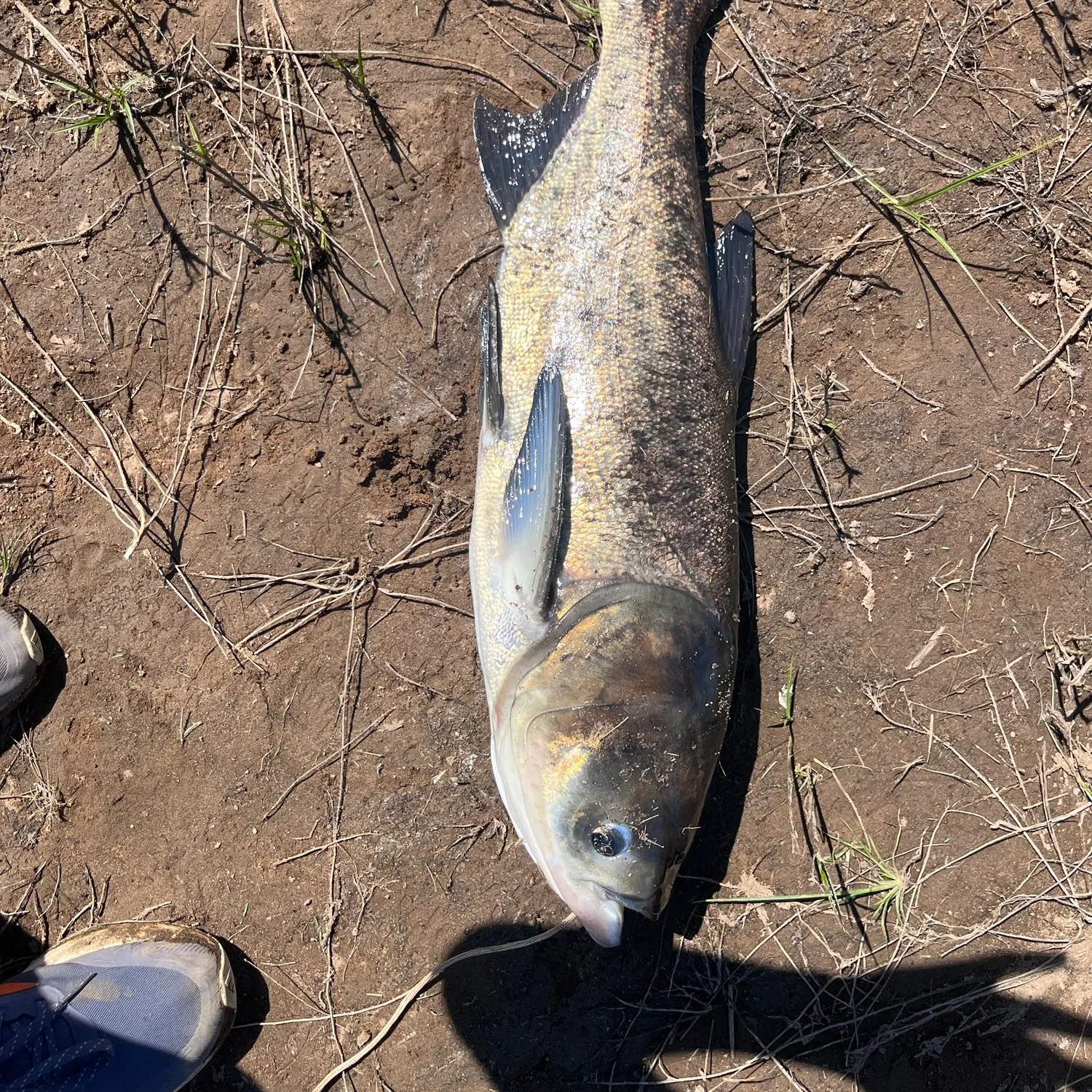 The most recent Bighead carp catches on Fishbrain
