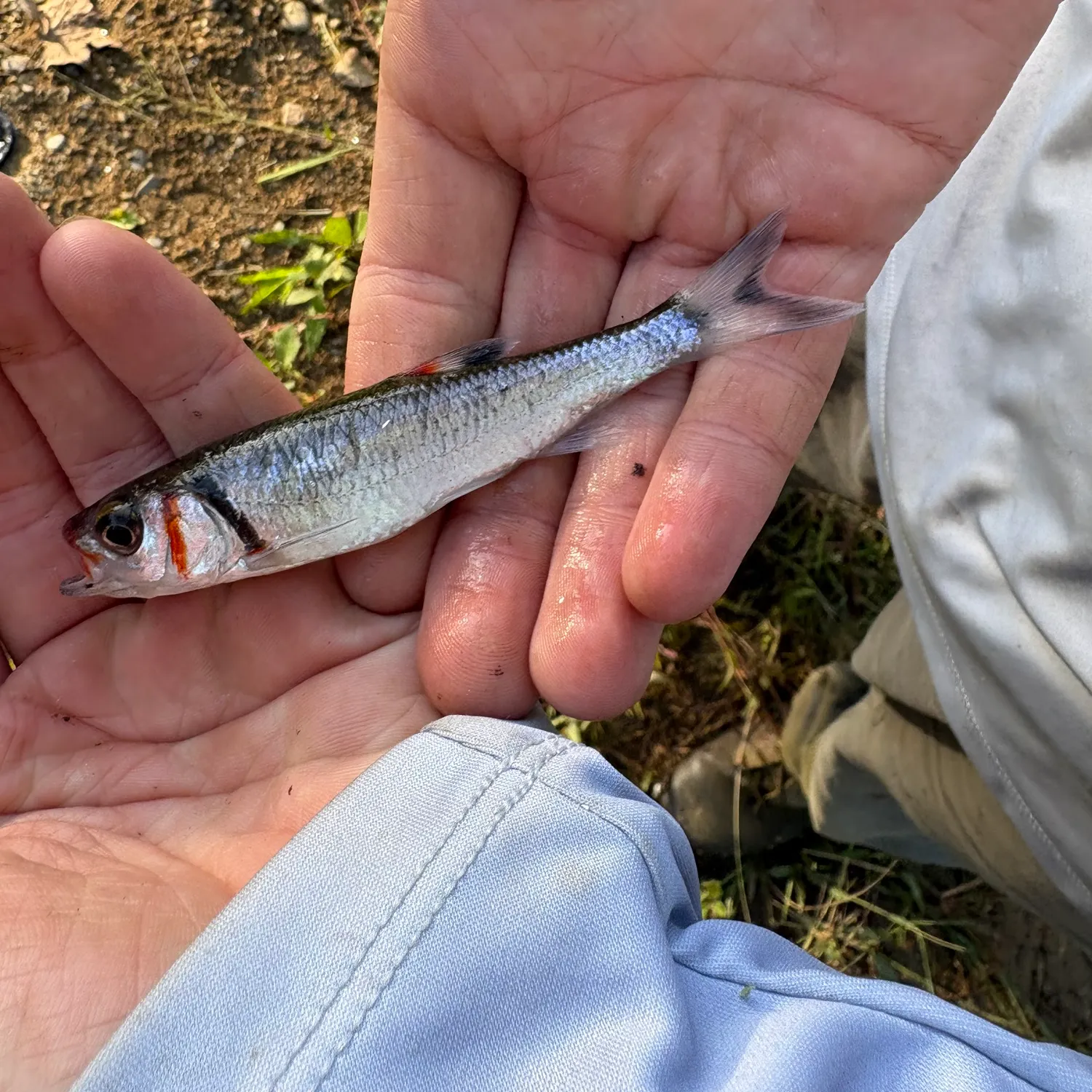 The most recent Warpaint shiner catches on Fishbrain