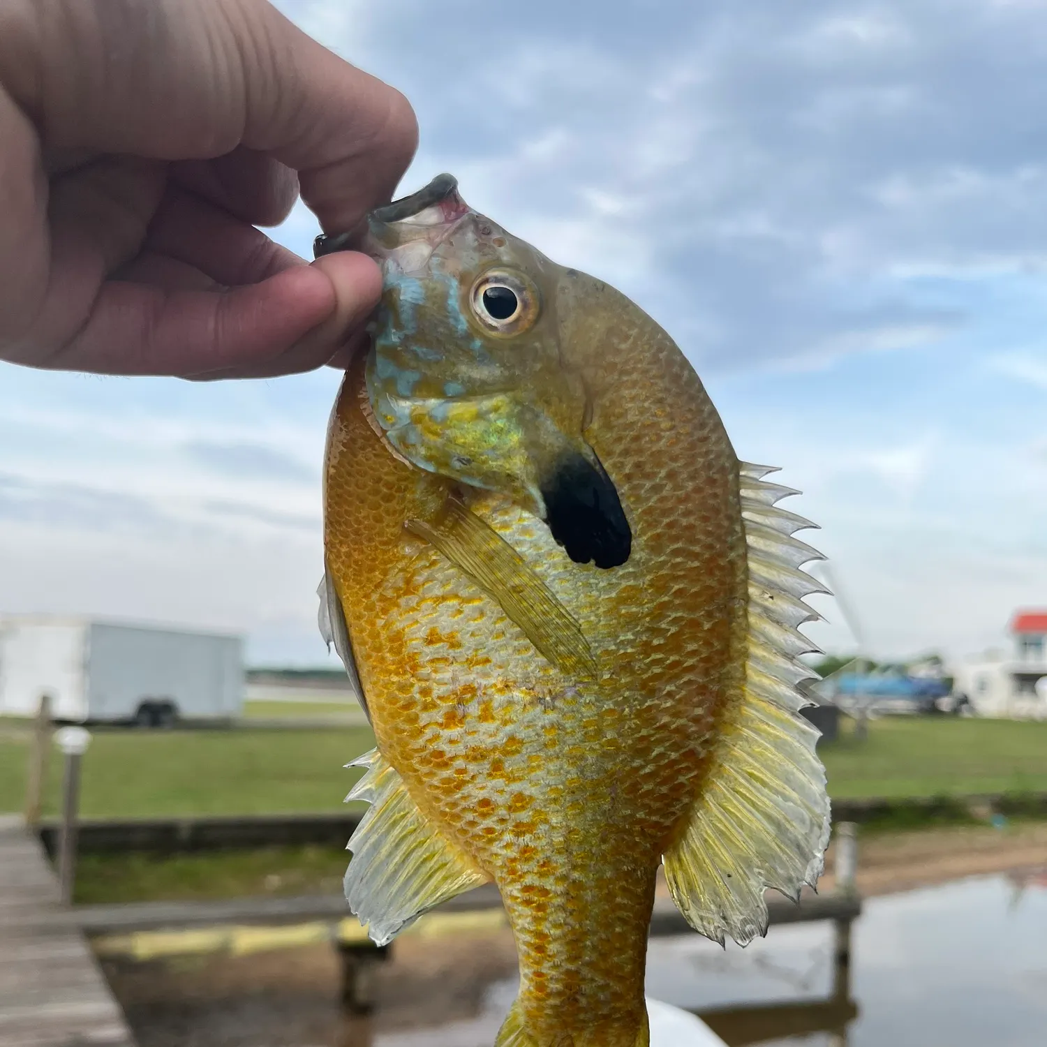 The most recent Redbreast sunfish x bluegill catches on Fishbrain