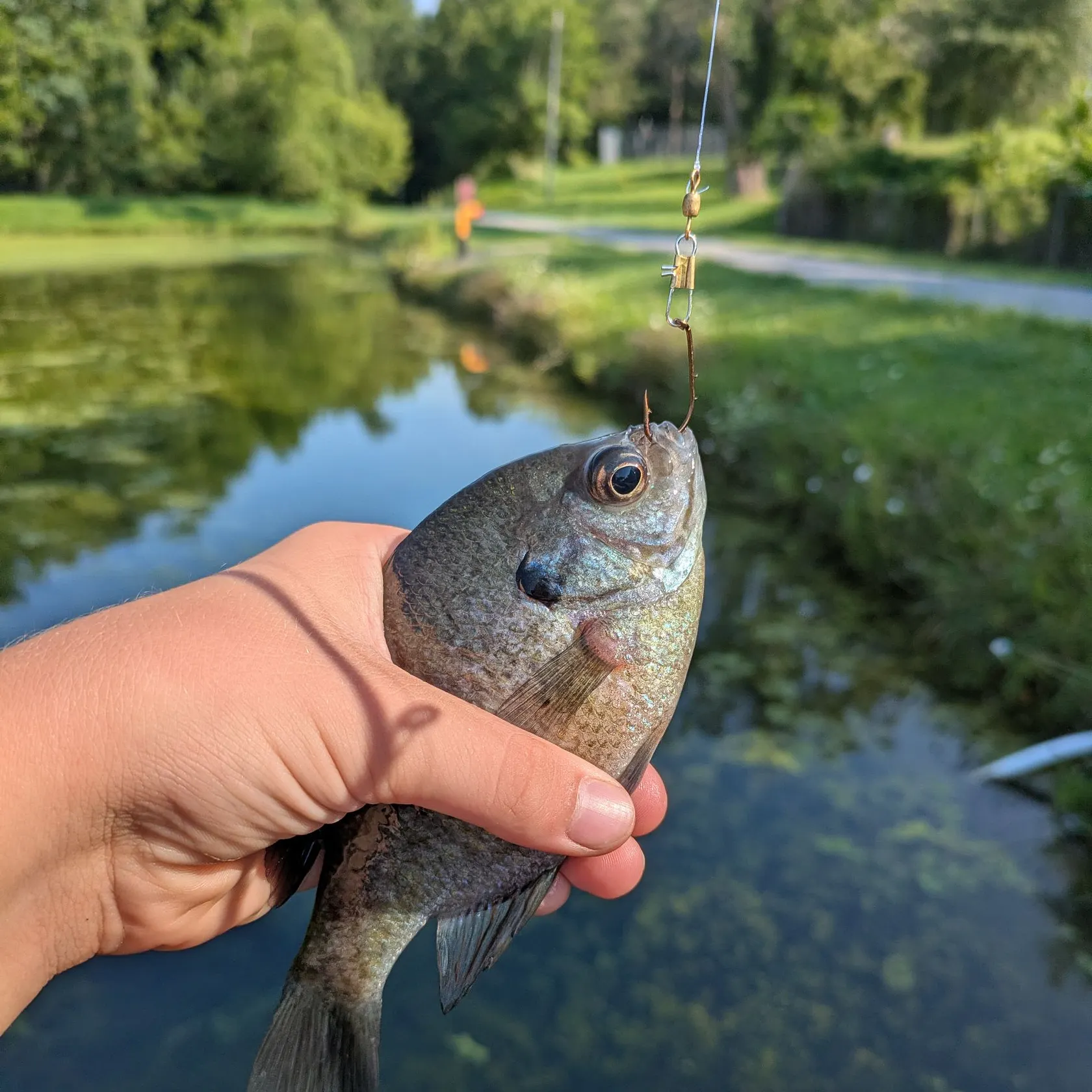 Bluegill caught on Fishbrain