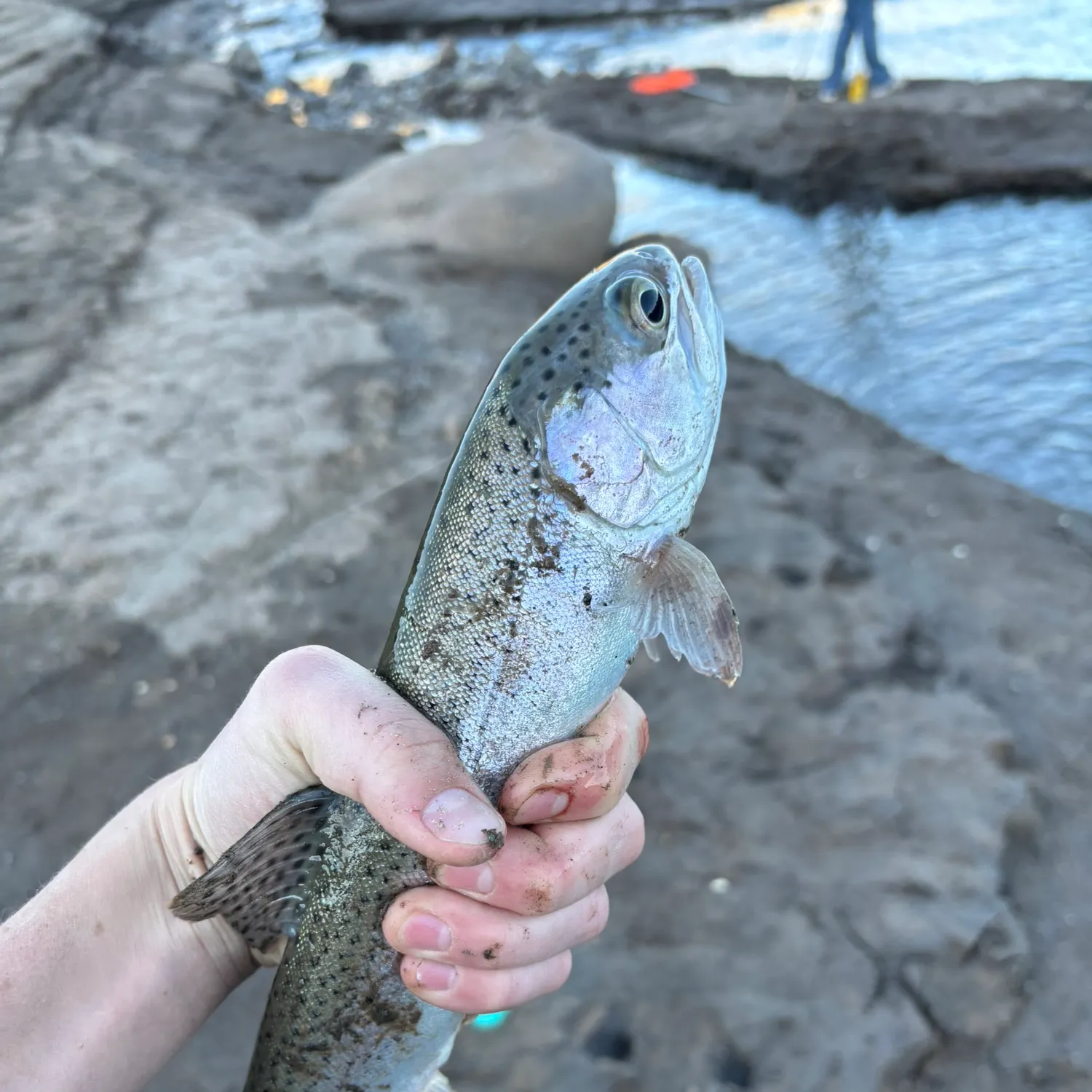 Rainbow trout caught on Fishbrain