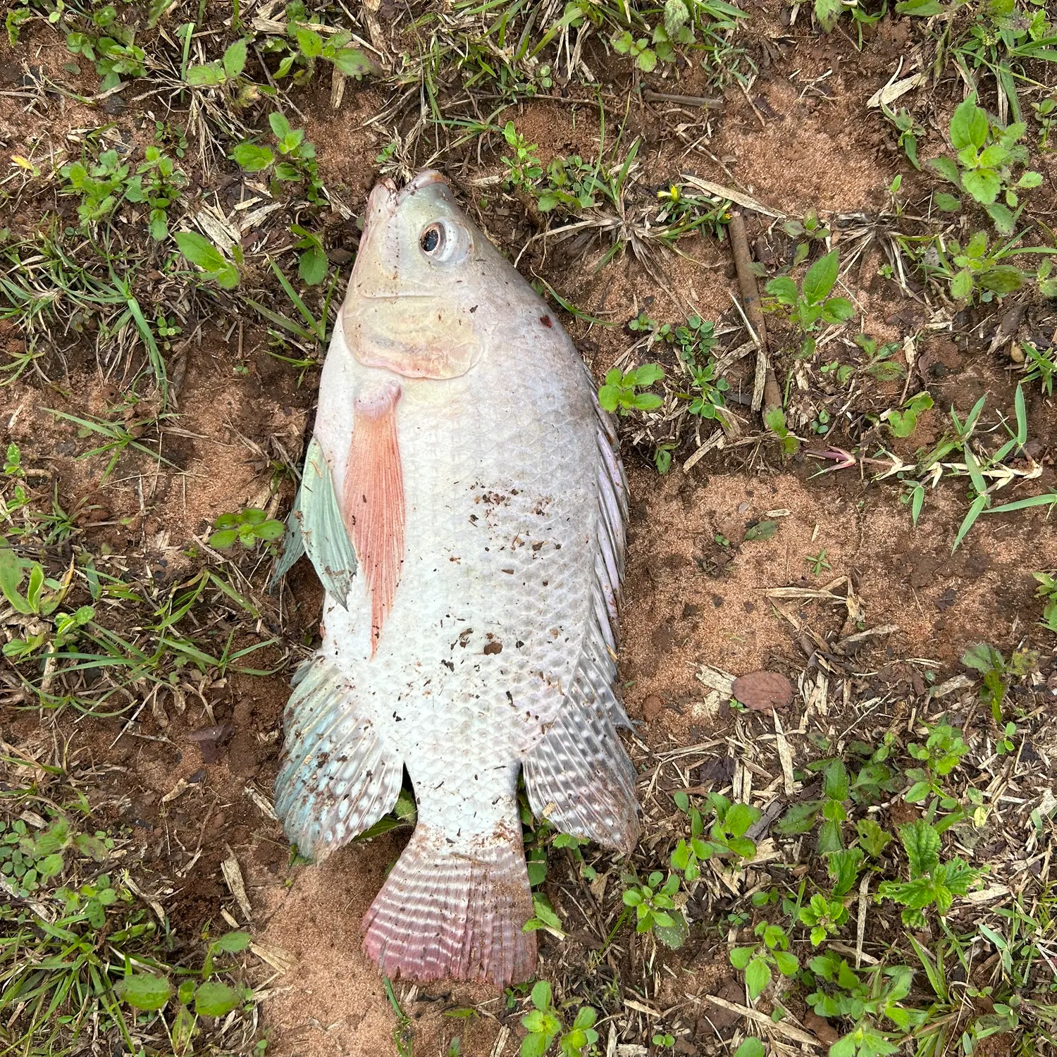 Nile tilapia caught on Fishbrain