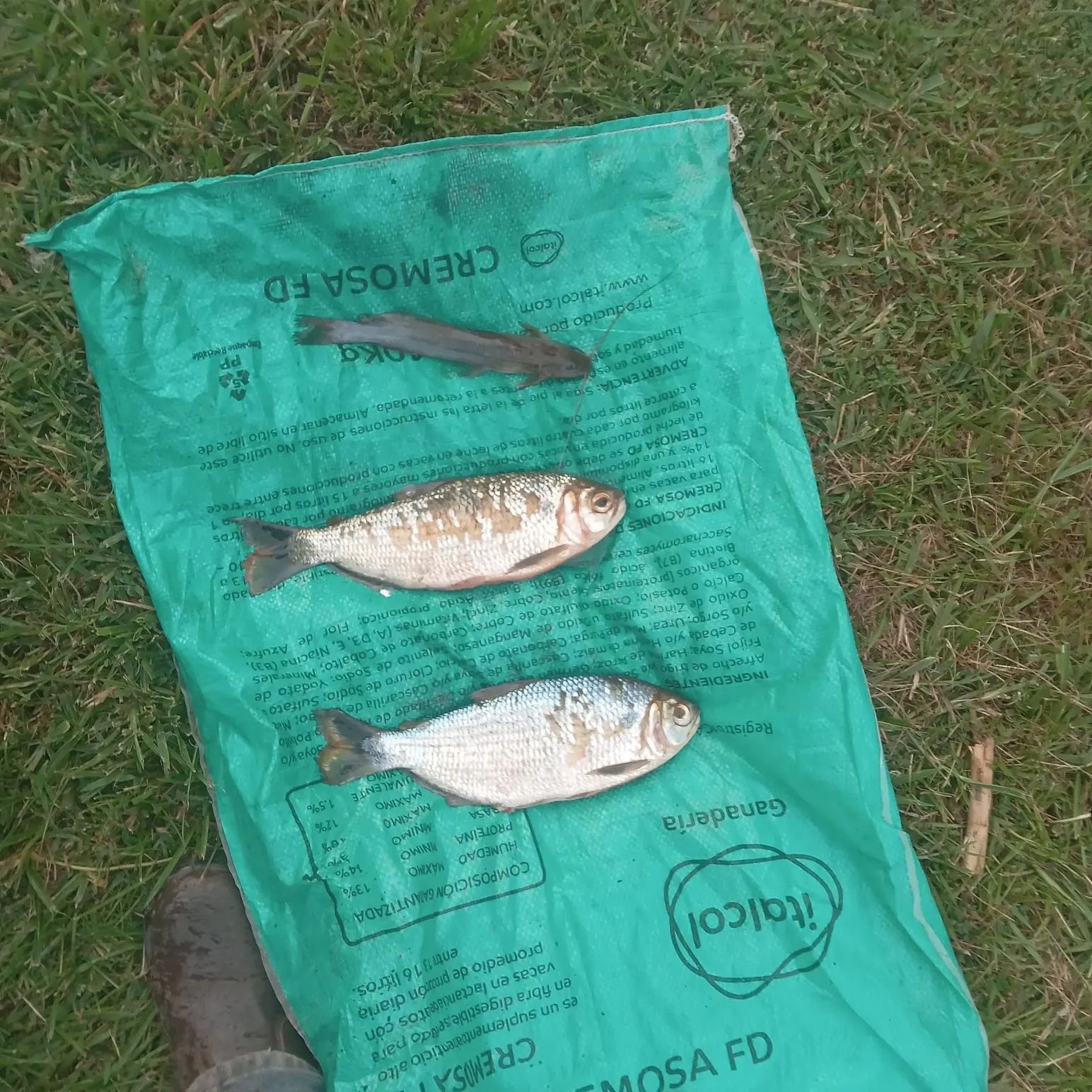 Fish caught on Fishbrain